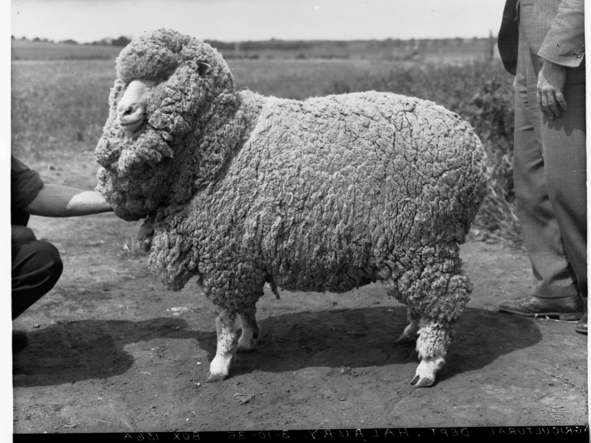 Agricultural Department, Halbury, Sheep