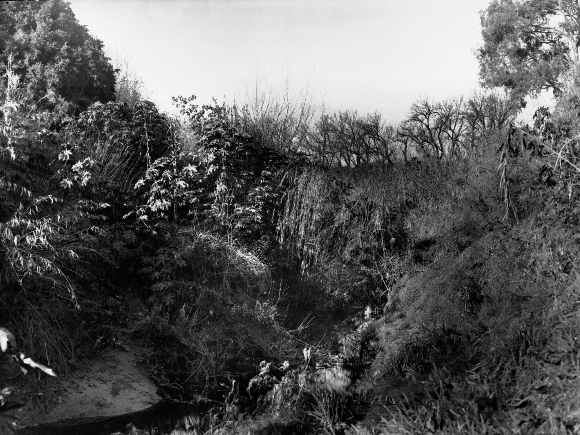 Torrens floodwater scheme horses and bullocks pulling machinery