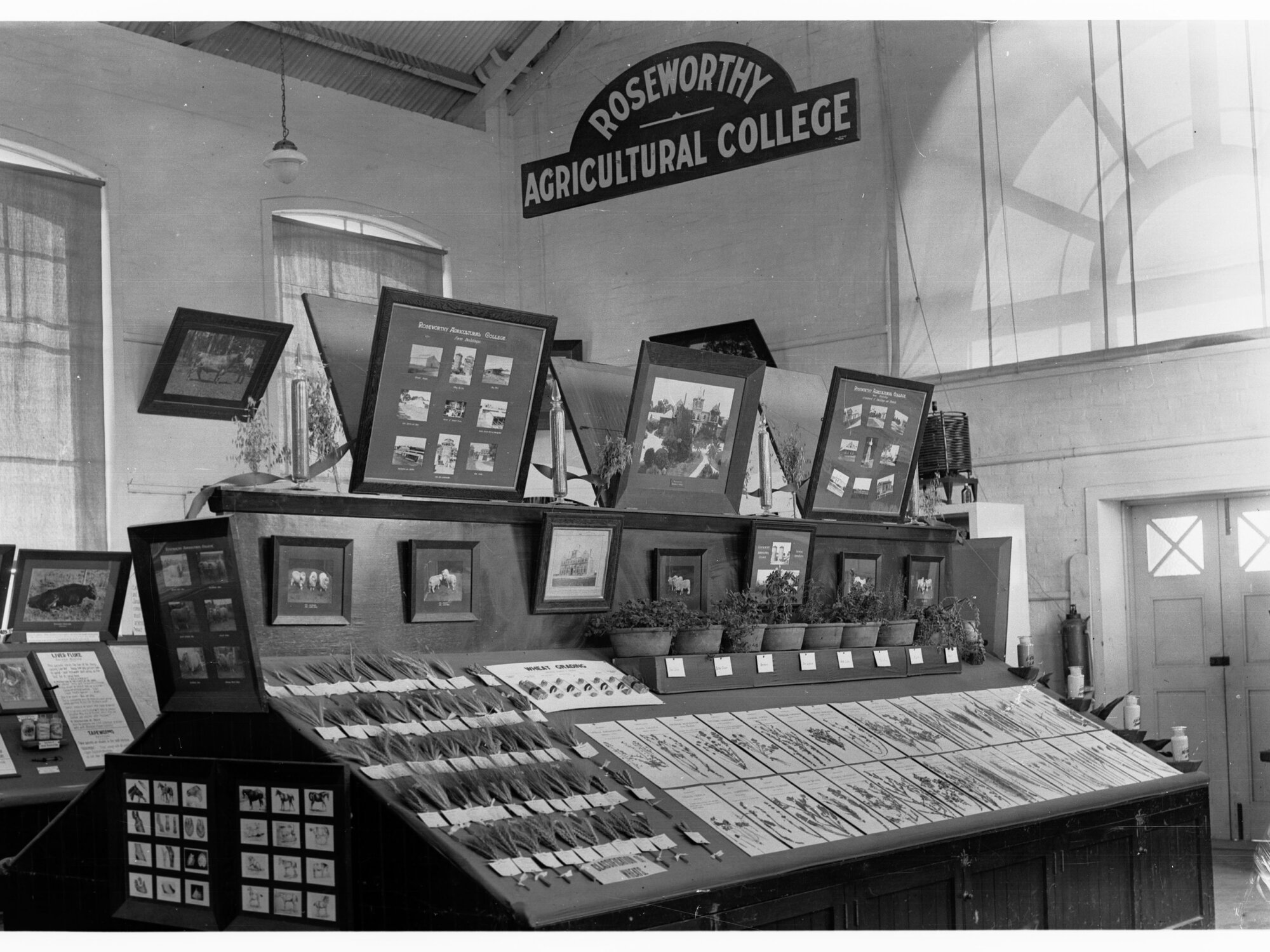 Grain display, Agricultural Hall, Royal Adelaide Show - Roseworthy Agricultural College