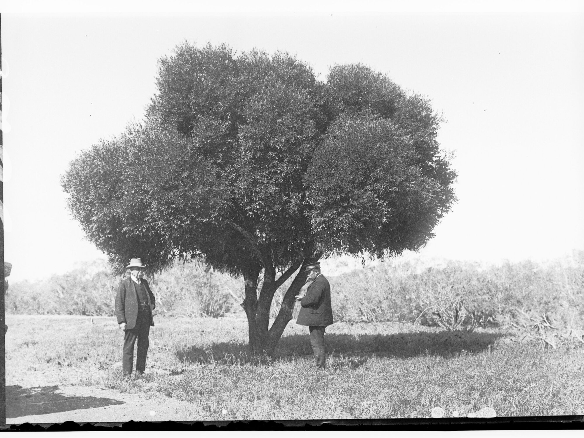 Two standing near a native orange tree
