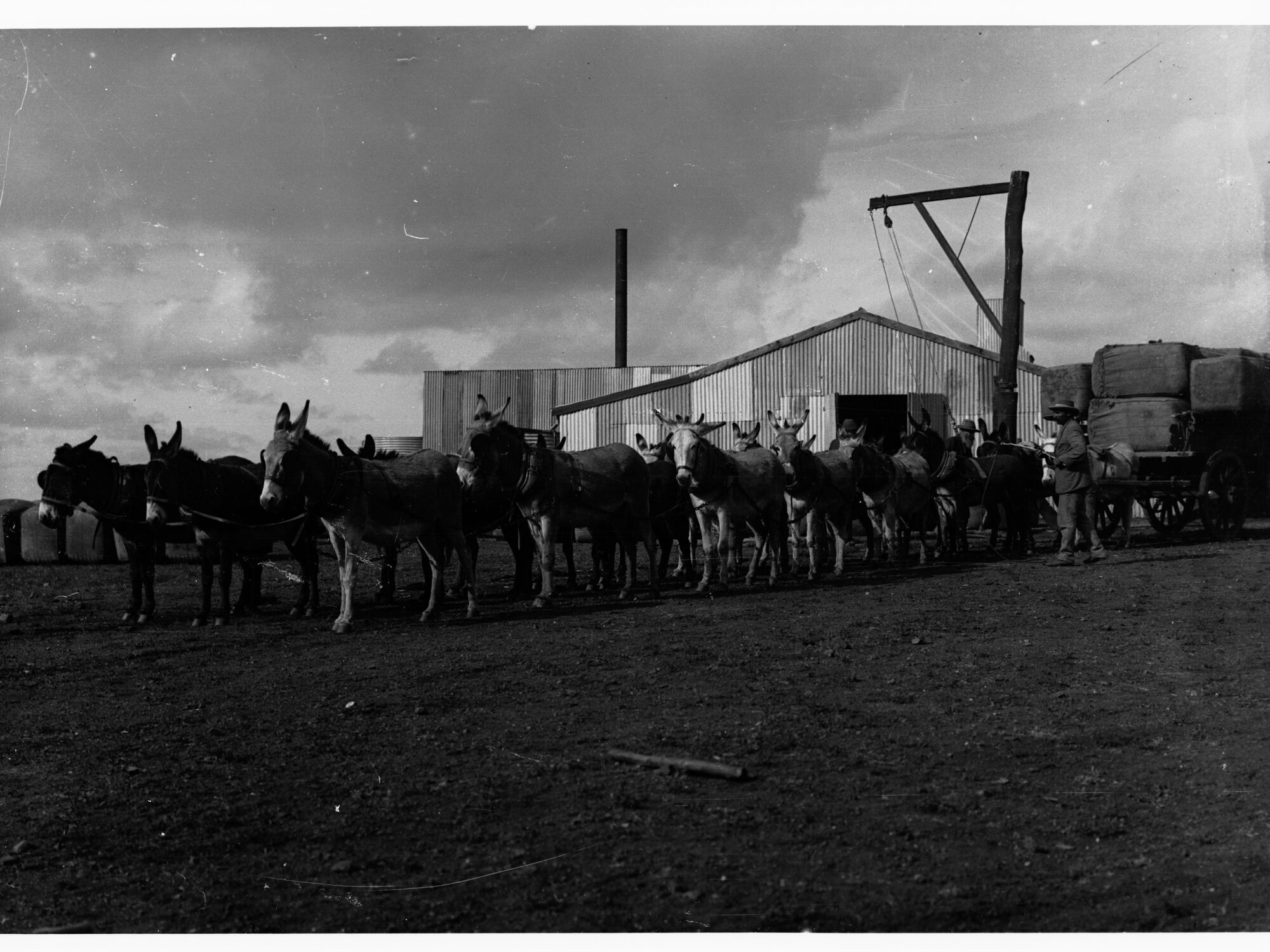 Donkey team carting wool at Wooltana Sheep Station