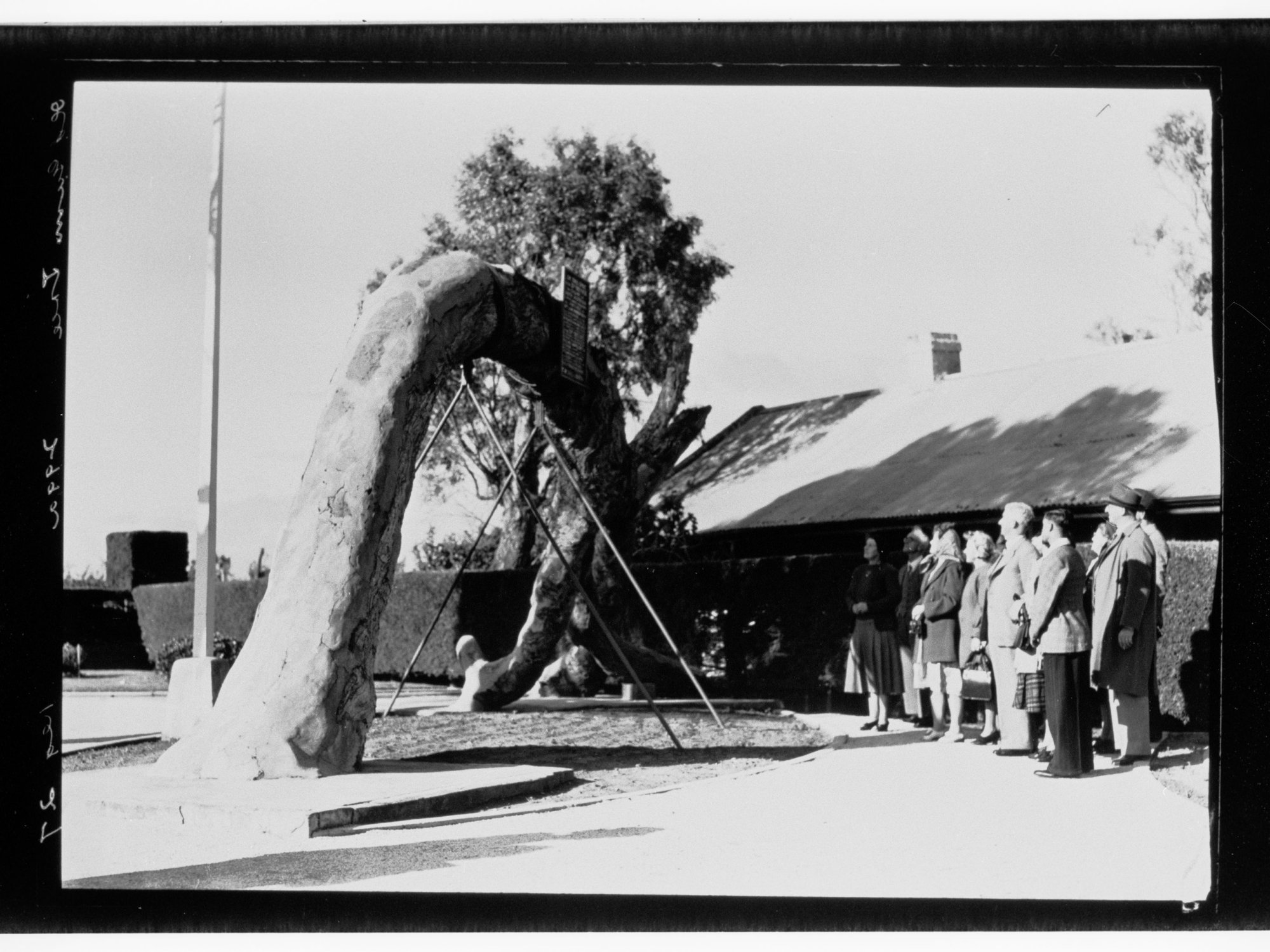 The Old Gum Tree, Glenelg