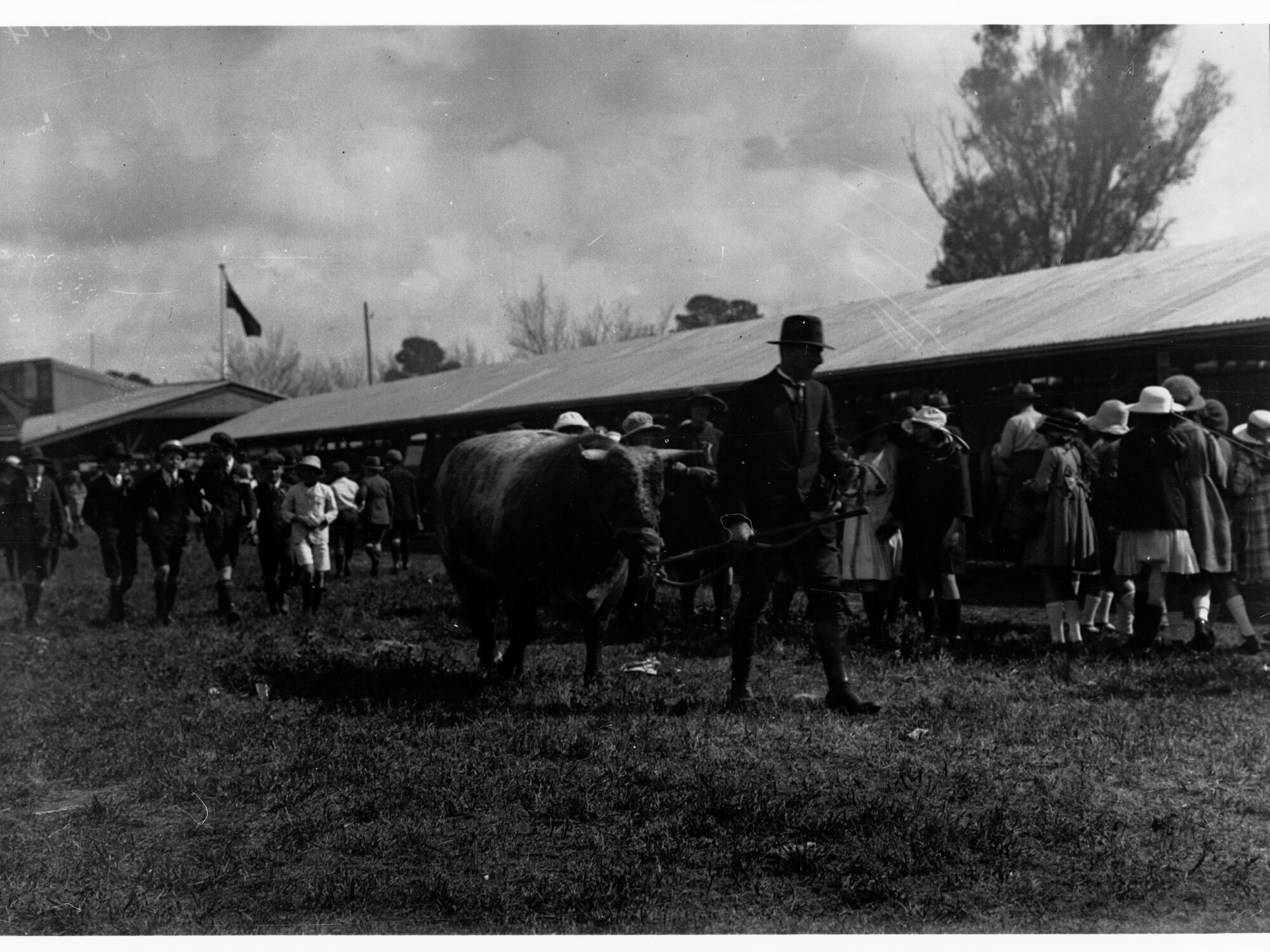 Man leading a bull through group of children - Royal Adelaide Show