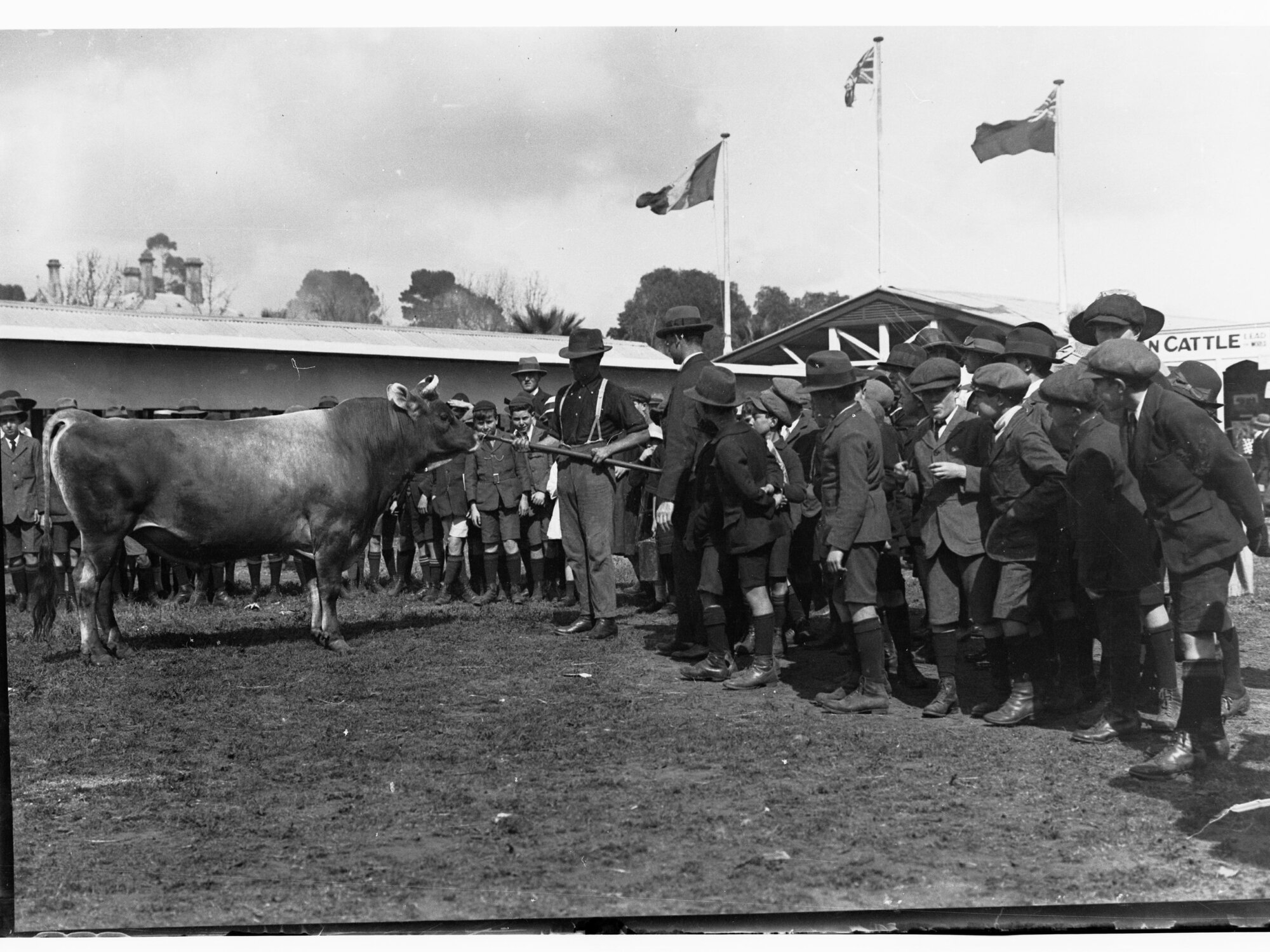 Children looking at a bull - Royal Adelaide Show