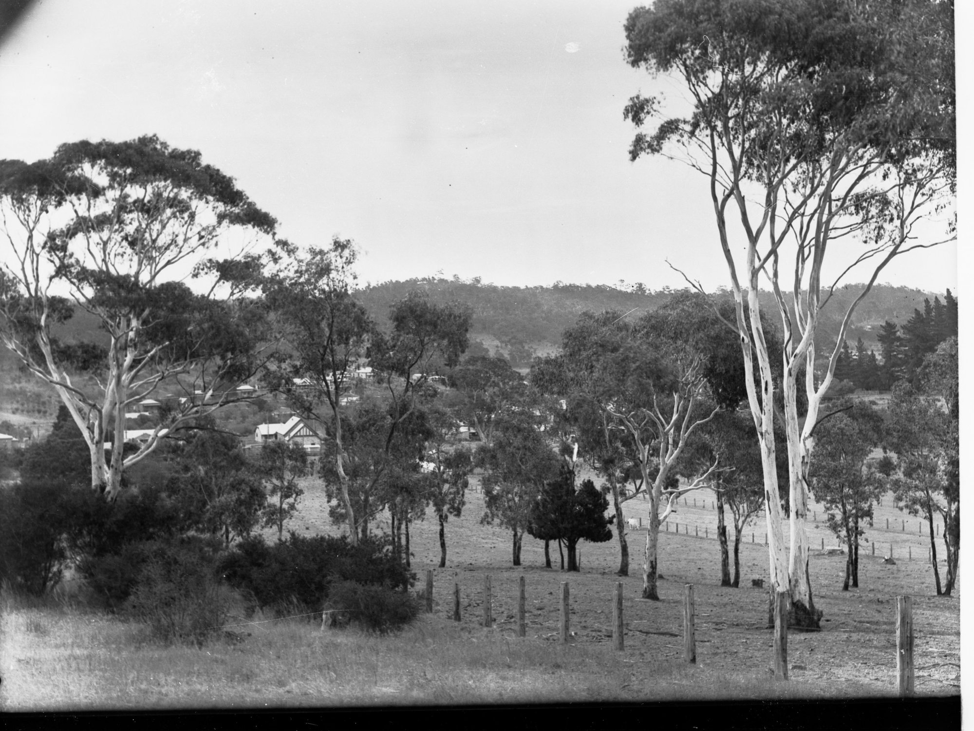 Bush Scene at Tweedvale (Lobethal)