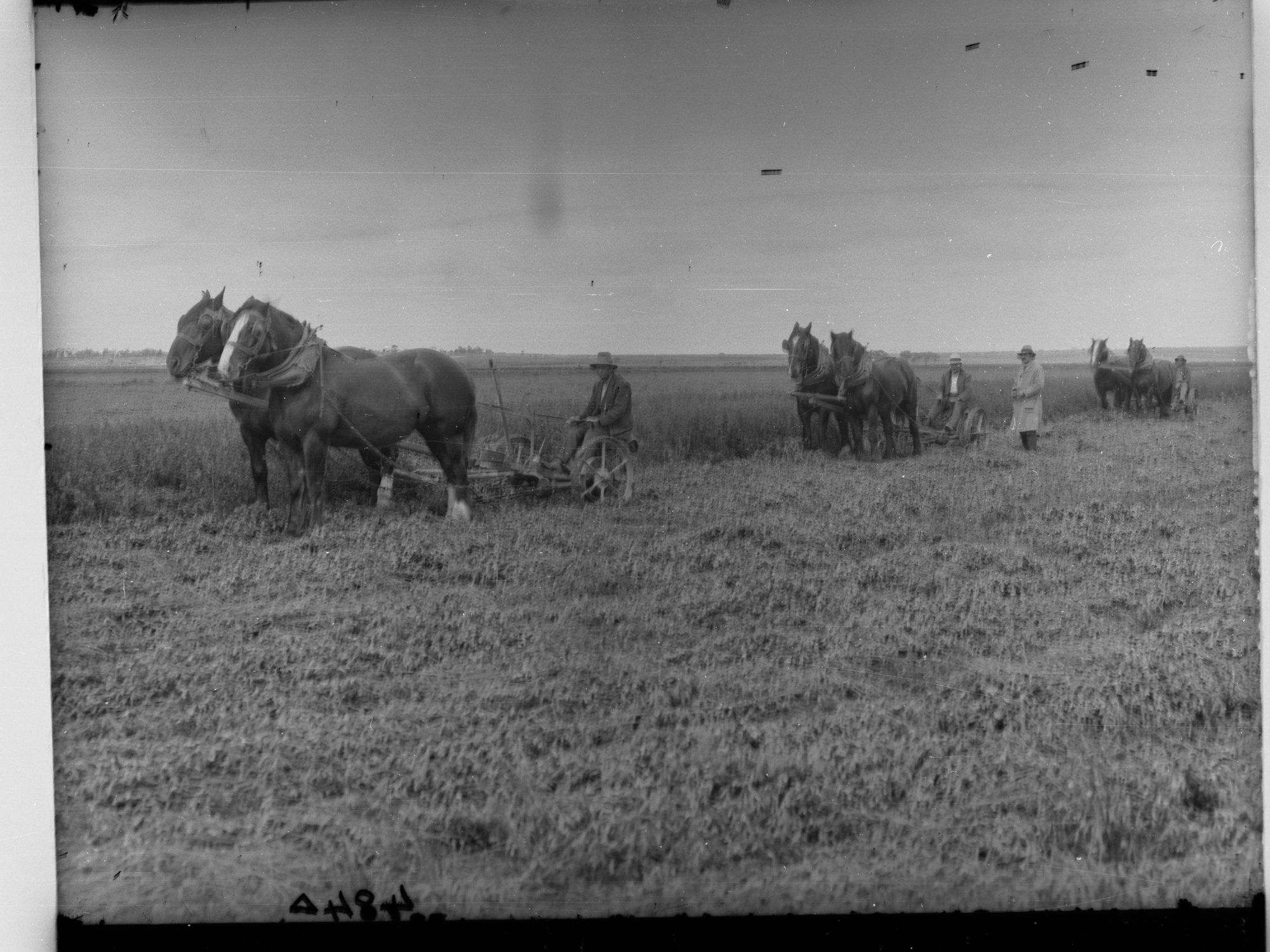 Cutting Lucerne at Cobdogla