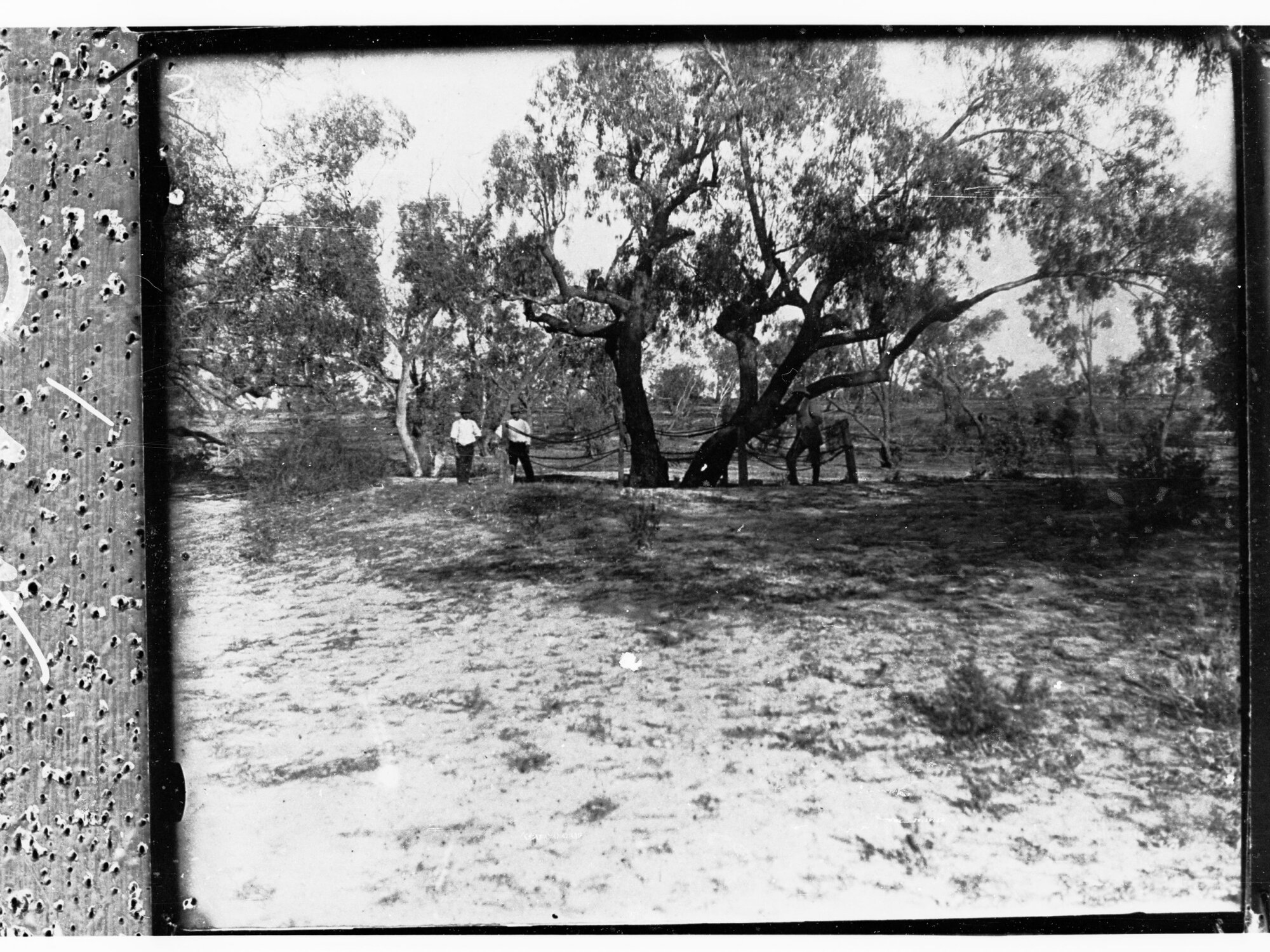 Burke's Tree above Innamincki, Eucalyptus microtheca