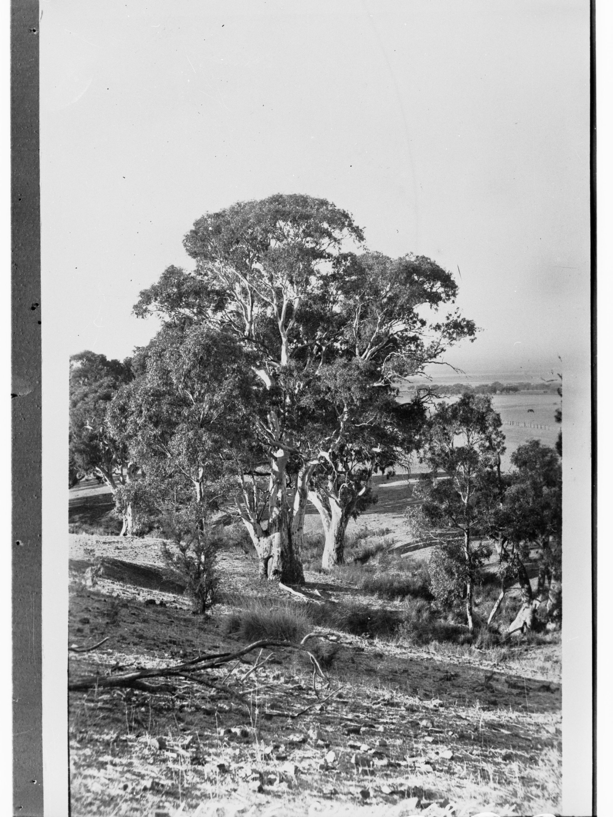 Alligator Creek (Alligator Gorge), Flinders Ranges