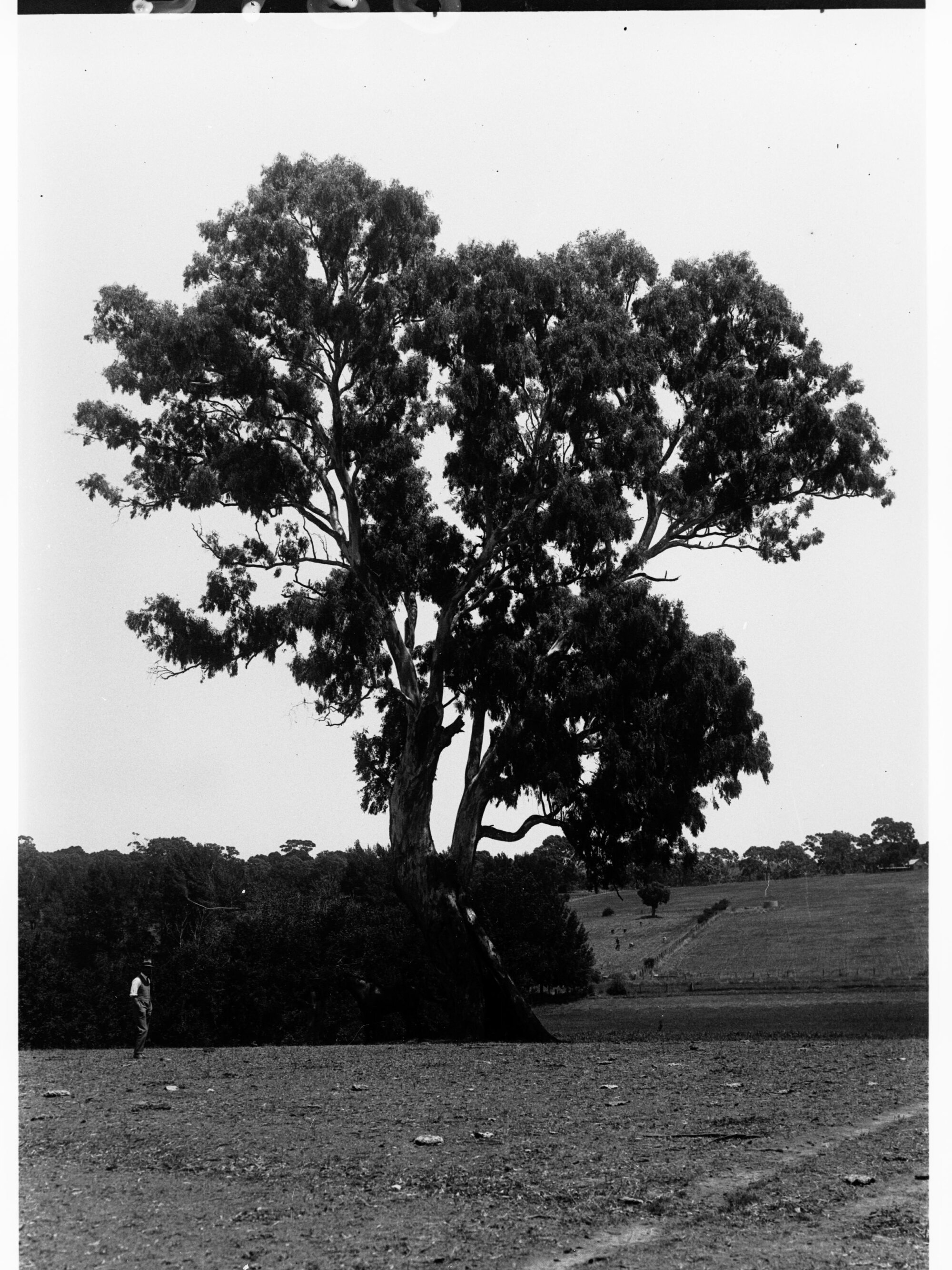 Man standing under a gum tree