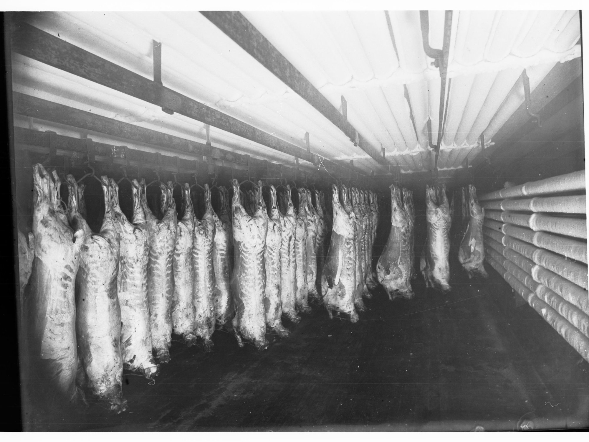 Government Export Department Port Adelaide Freezing Carcasses