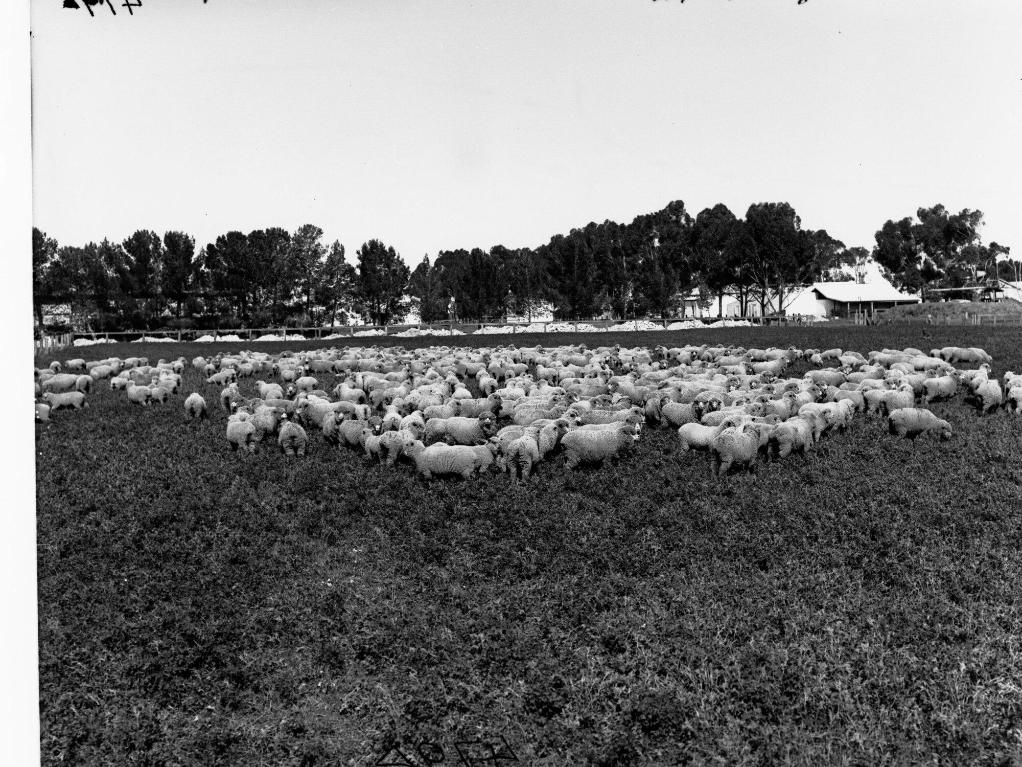 Sheep at Roseworthy College