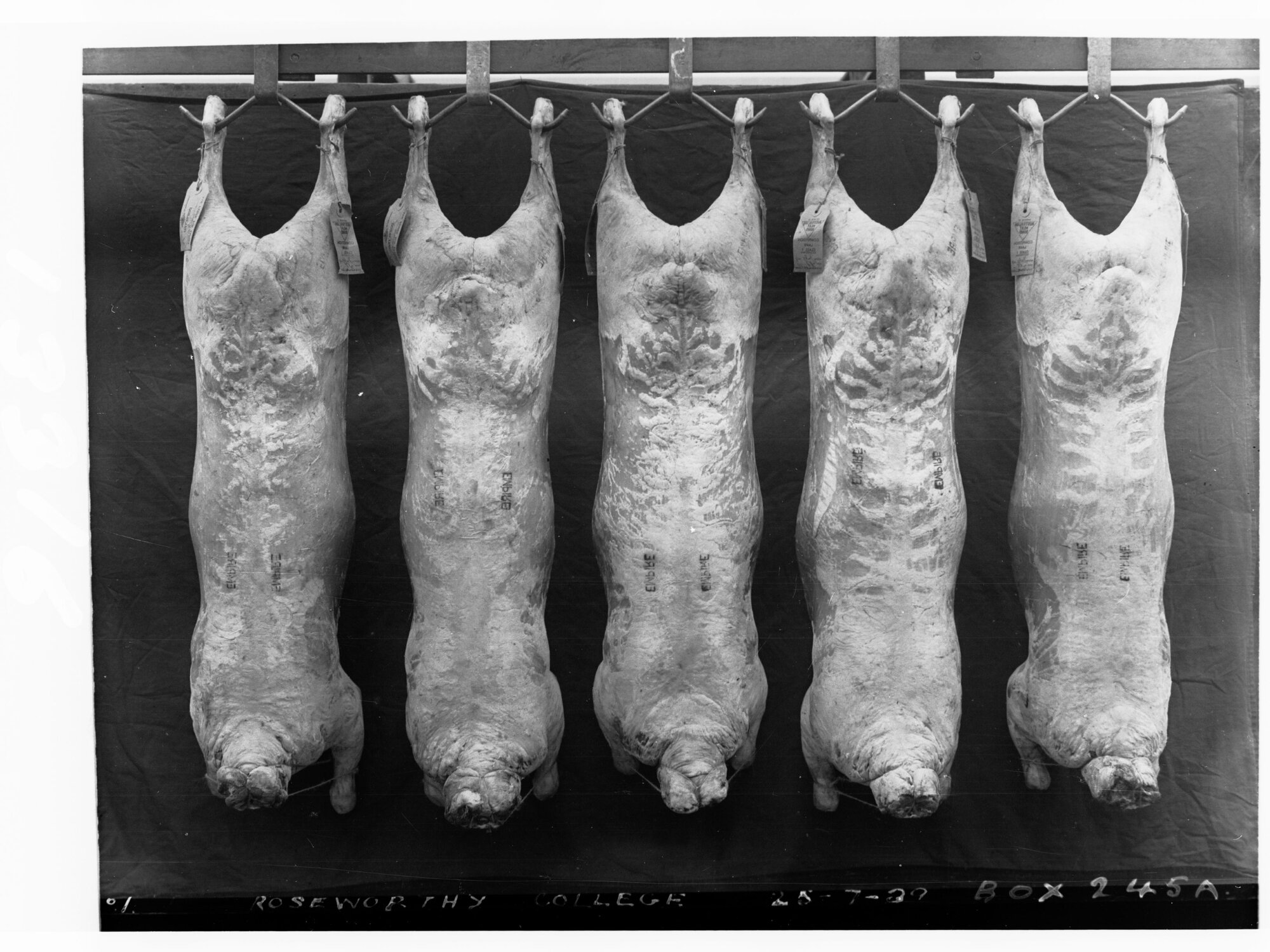 Carcases hanging in cool room - Roseworthy Agricultural College