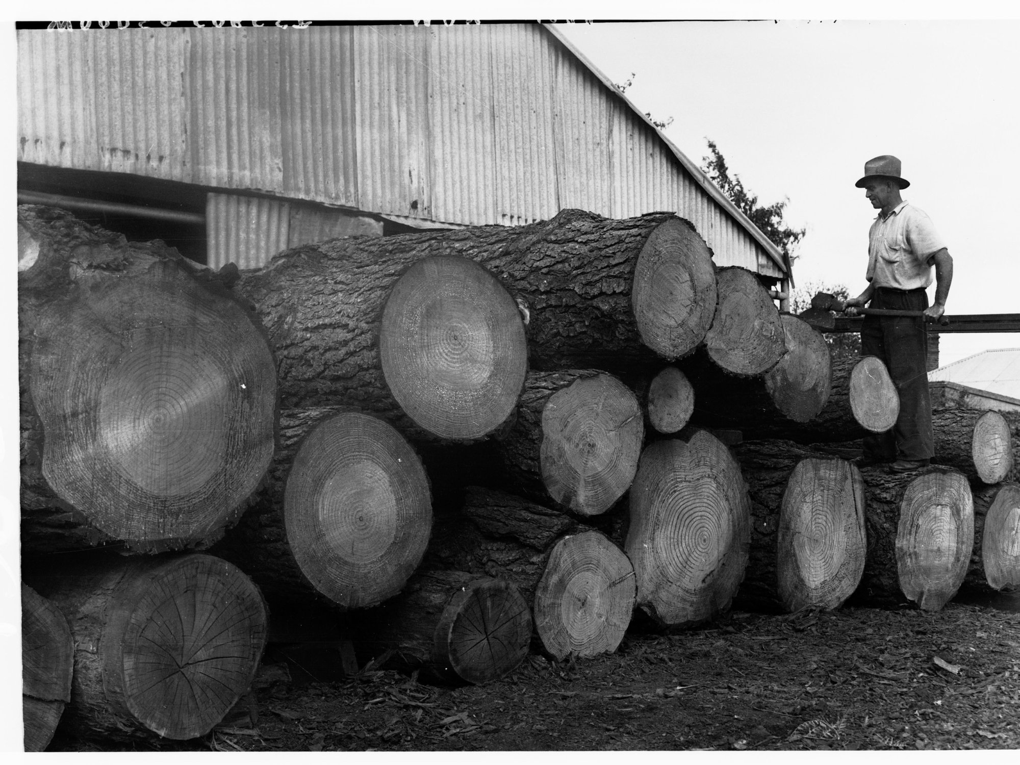 Stack of logs at woods and forests Department