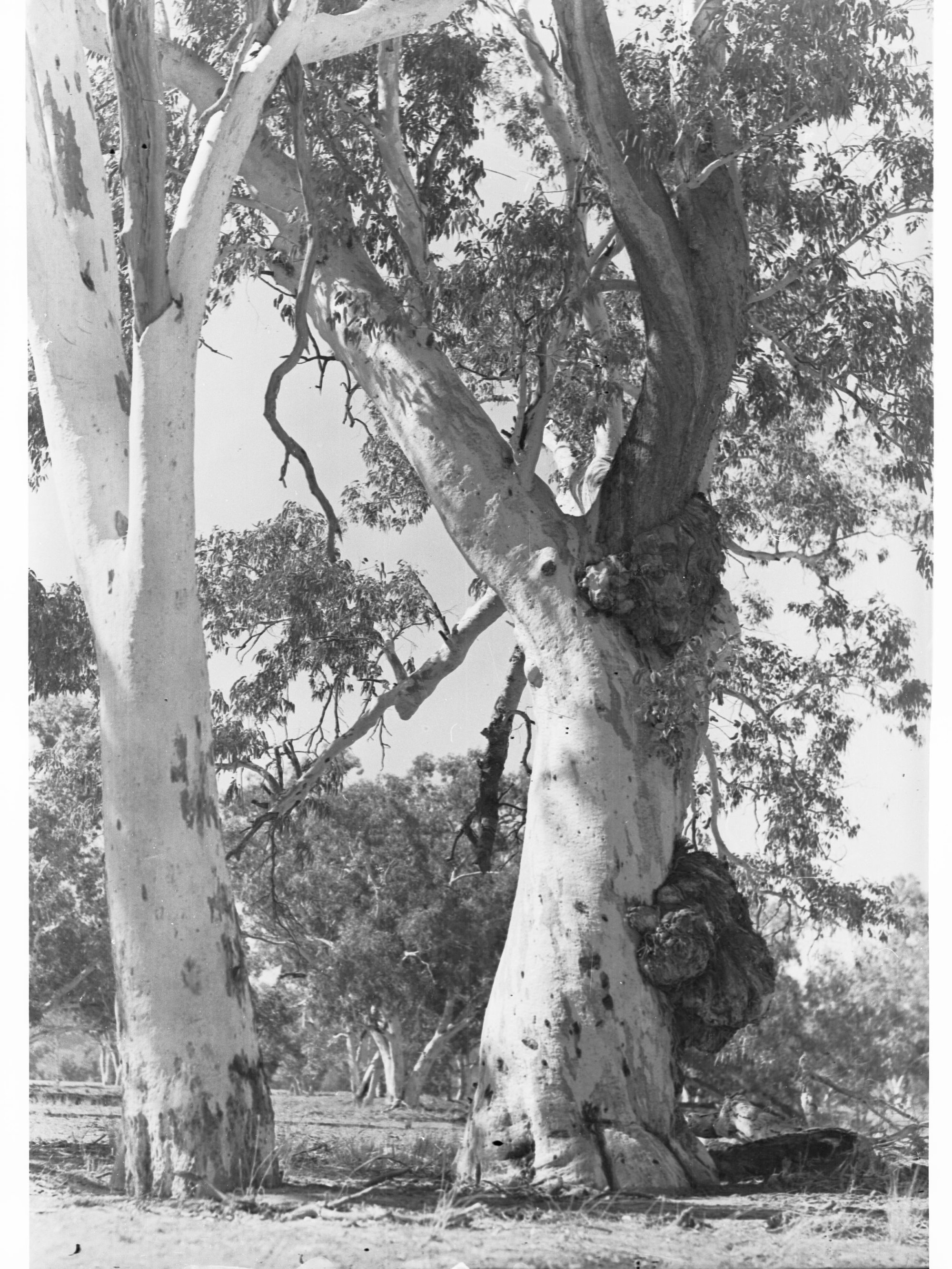 Aroona Valley