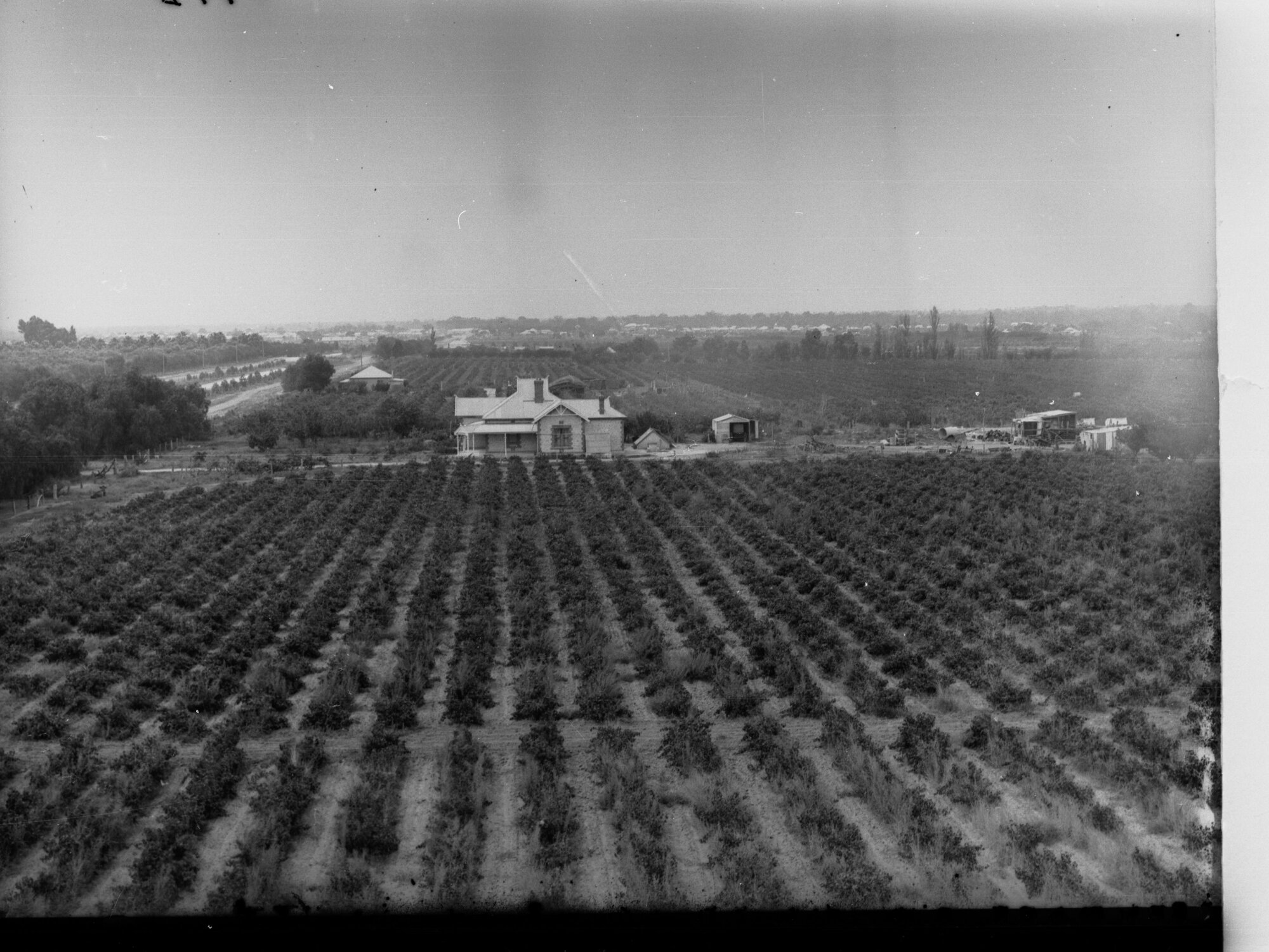 Vineyards and farm house at Renmark