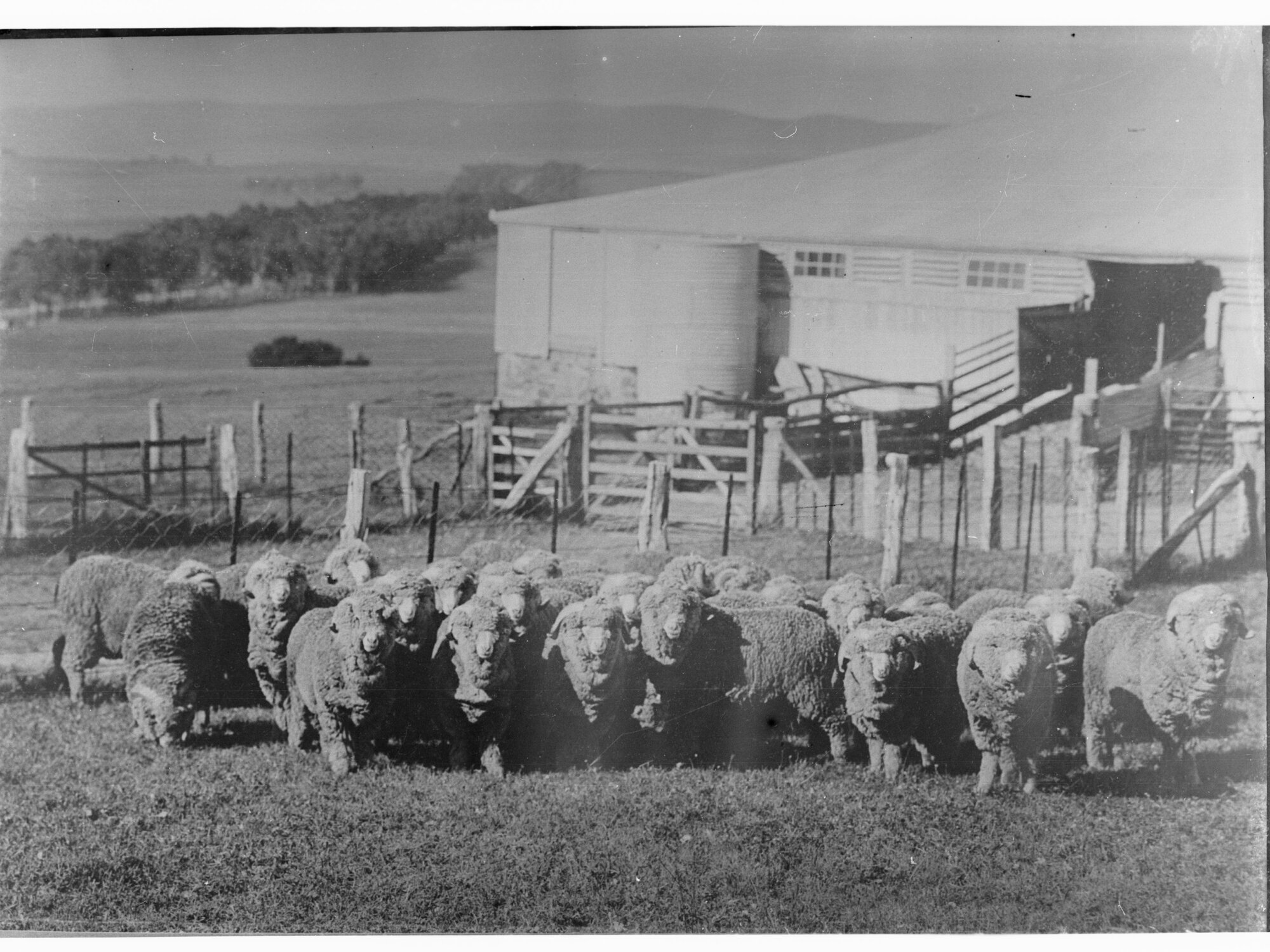 Sheep at Hill River