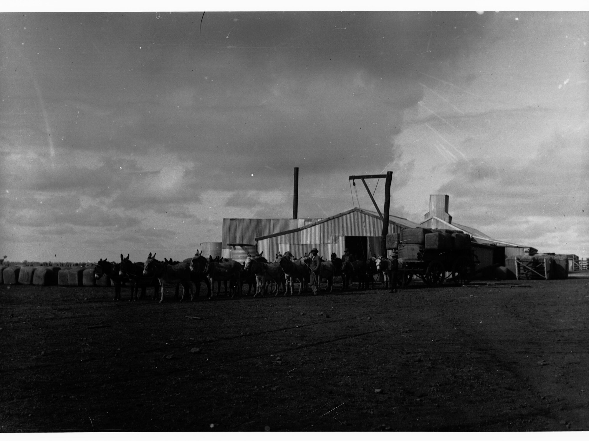 Donkey team carting wool at Wooltana Sheep Station