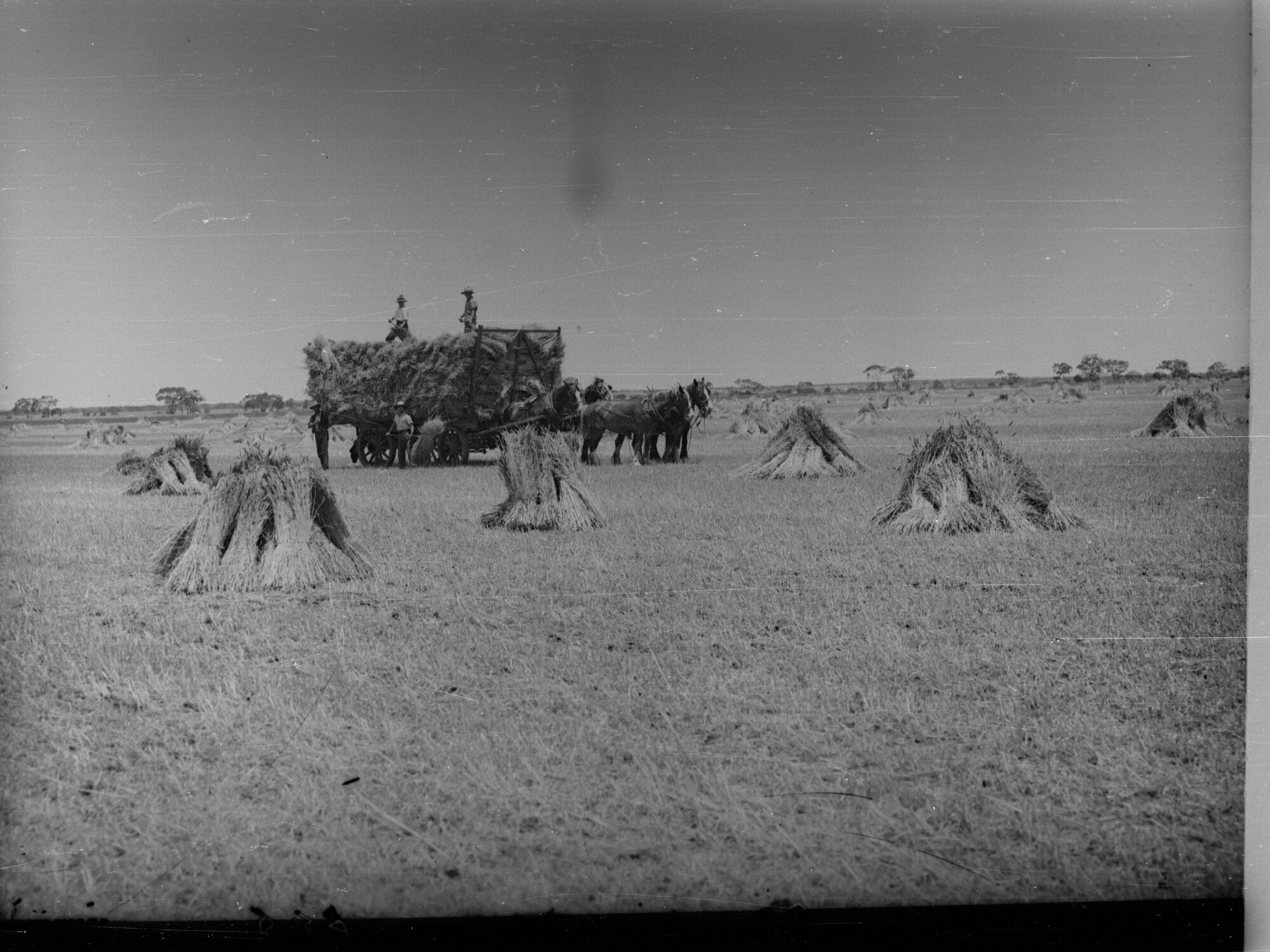 Men Loading Wheat on to Wagon