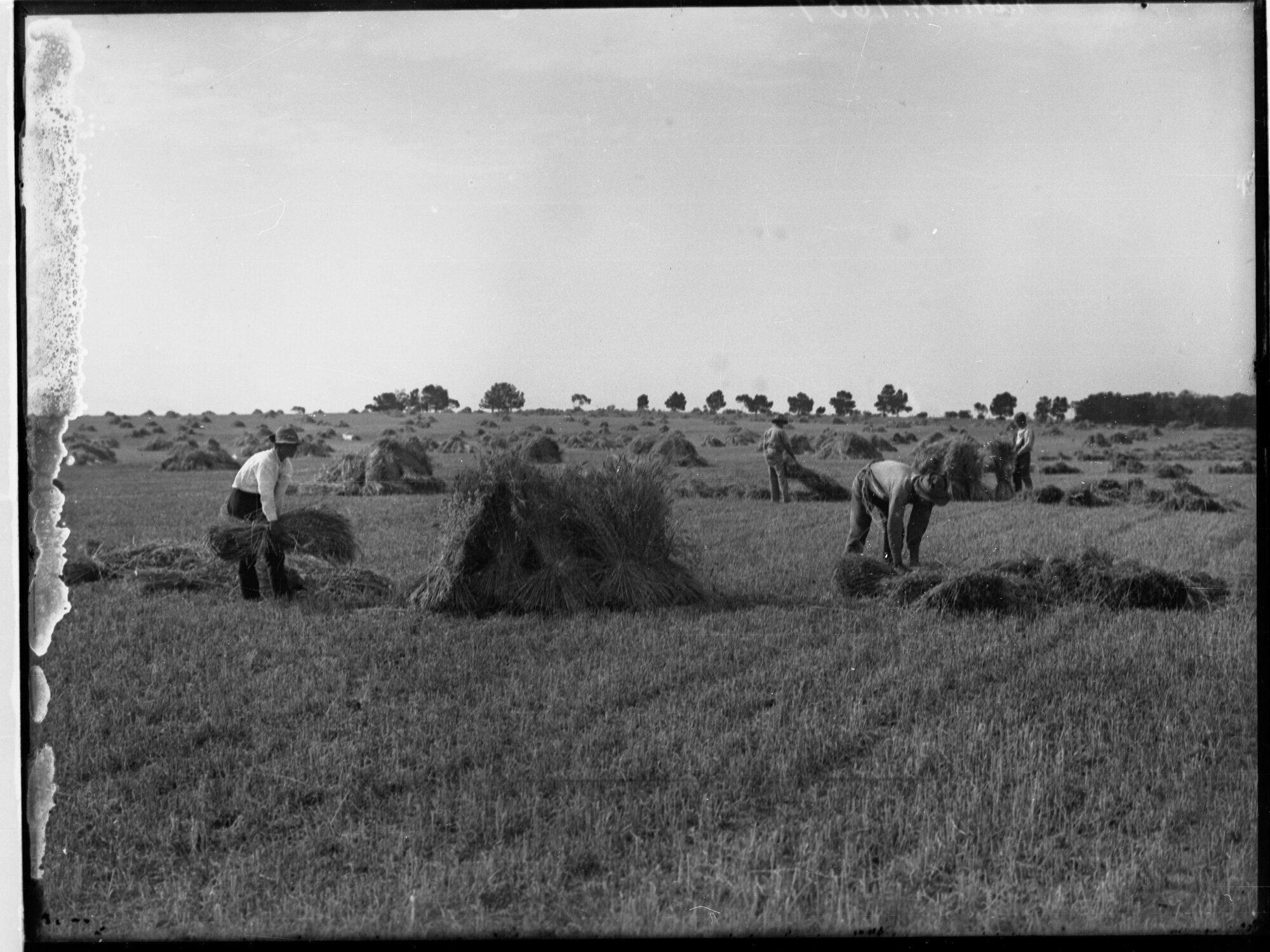 Gathering hay at Roseworthy College