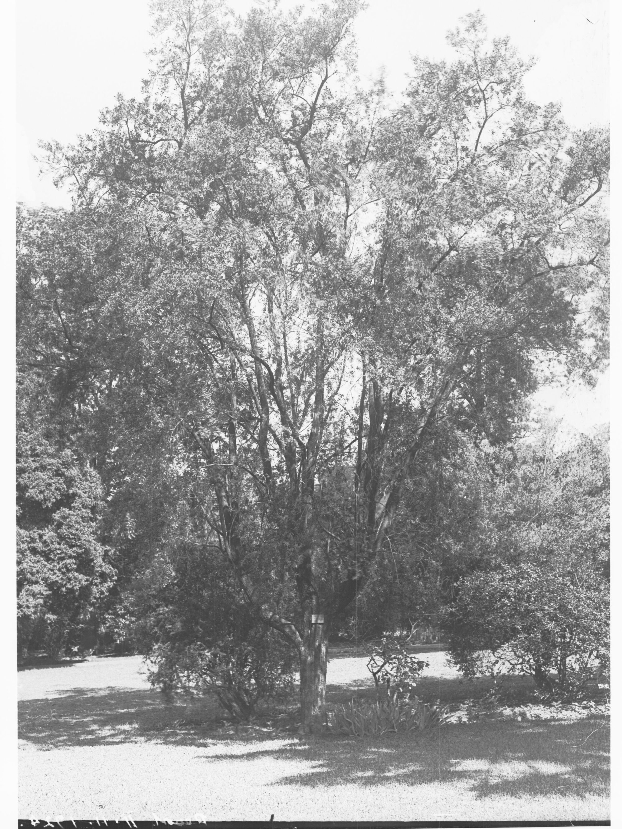 Gregillea Robusta Specimen, Botanic Gardens