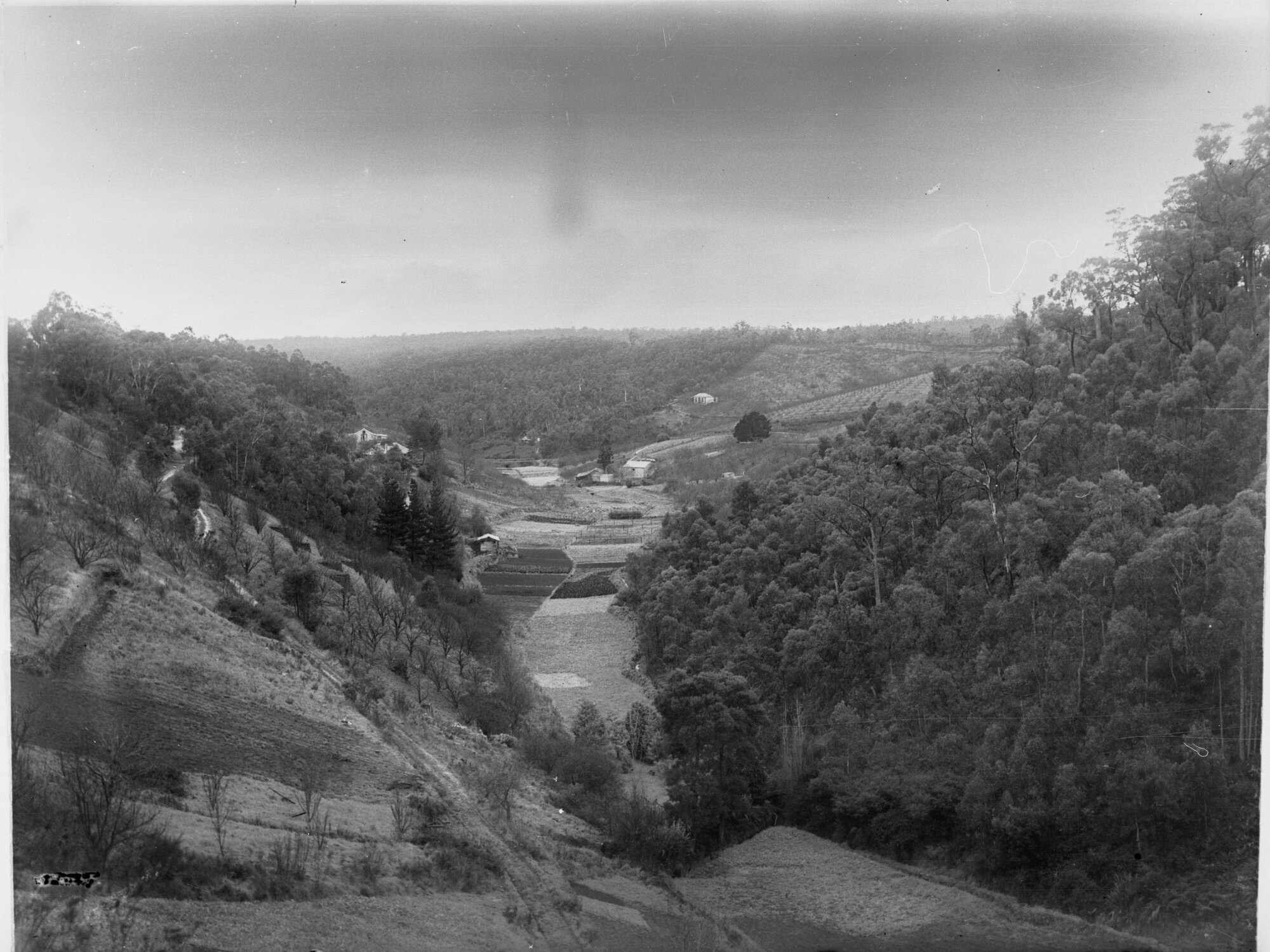 J.J. Bishop's 'Eldervale' Orchards, Norton Summit