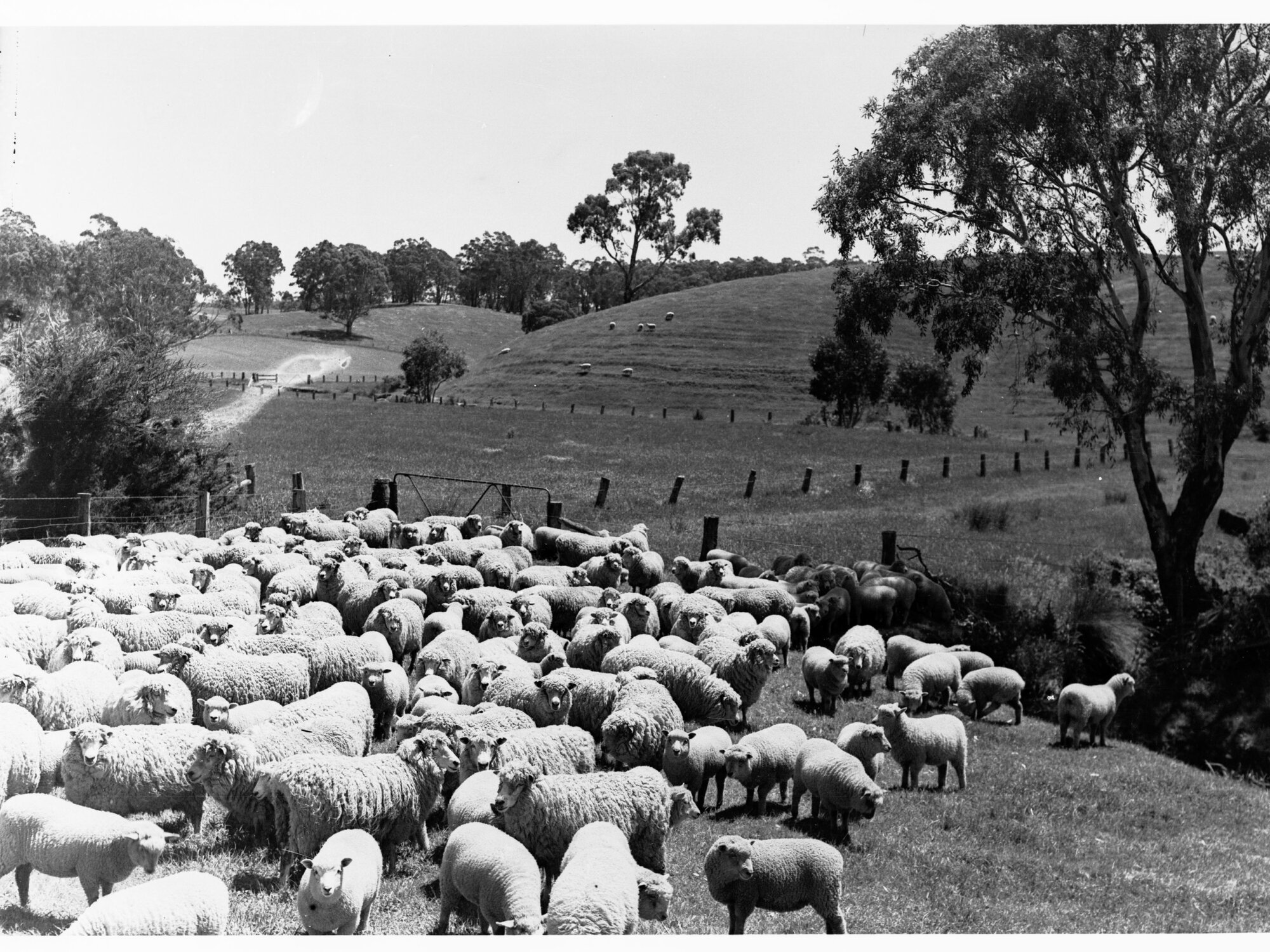 Rural View Showing Sheep