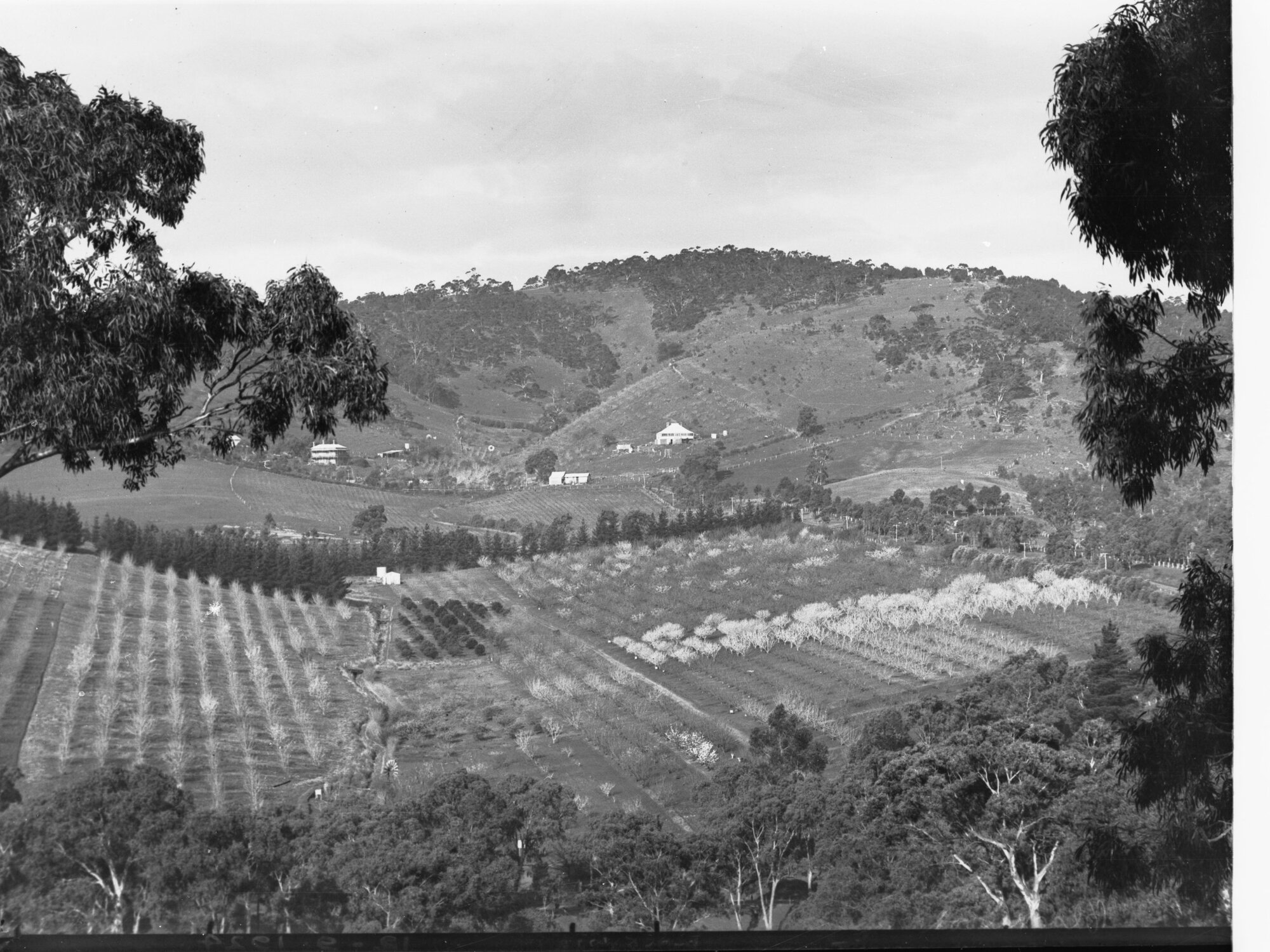 Road in Mount Lofty Ranges, Near Norton Summit