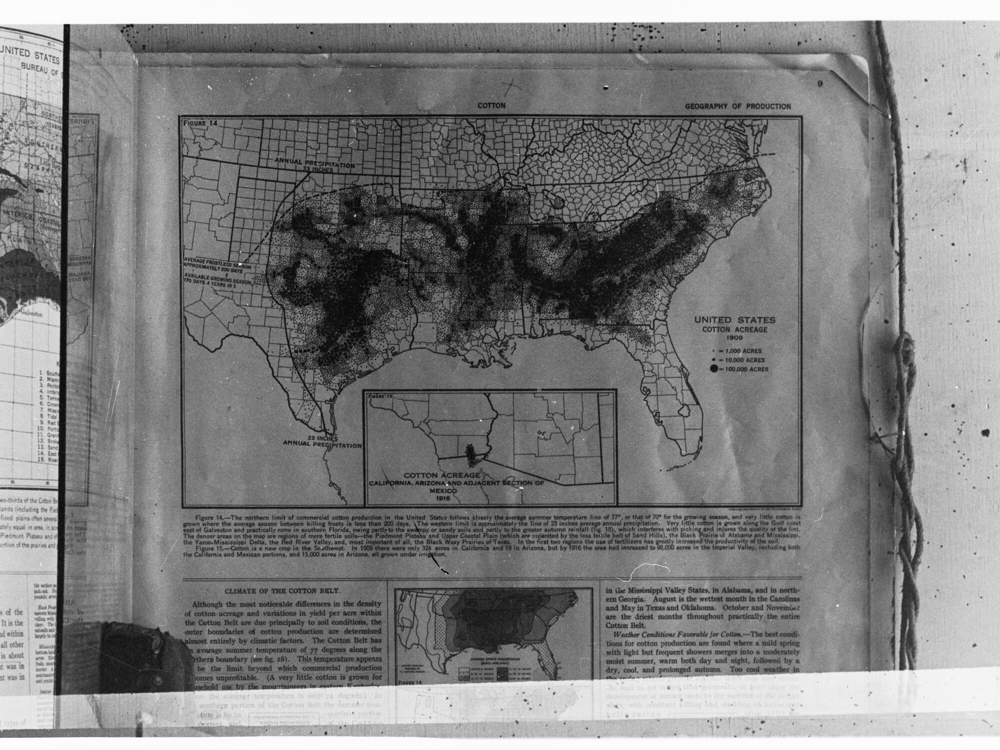 Map of the United States showing Cotton Acreage