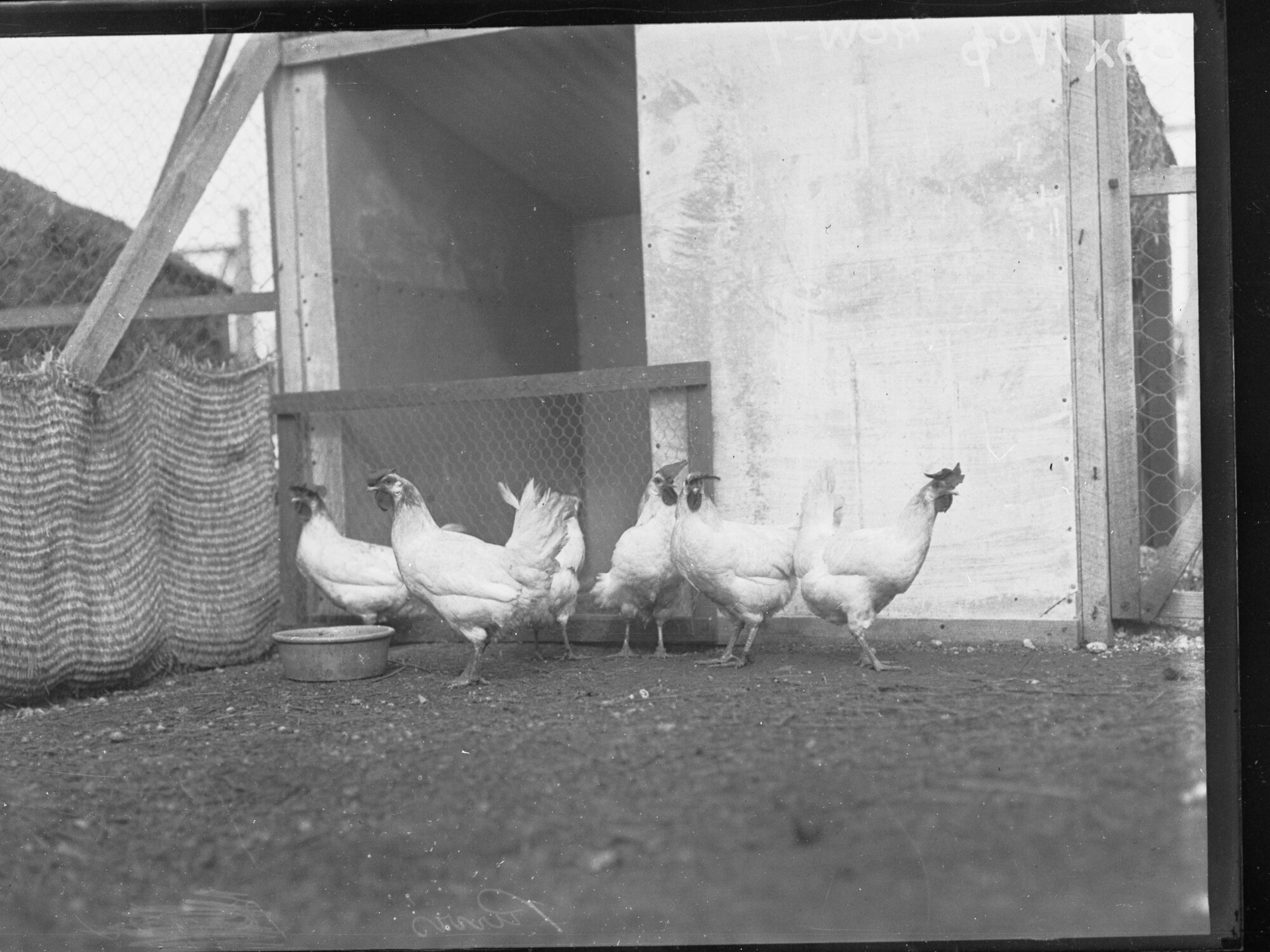Chickens