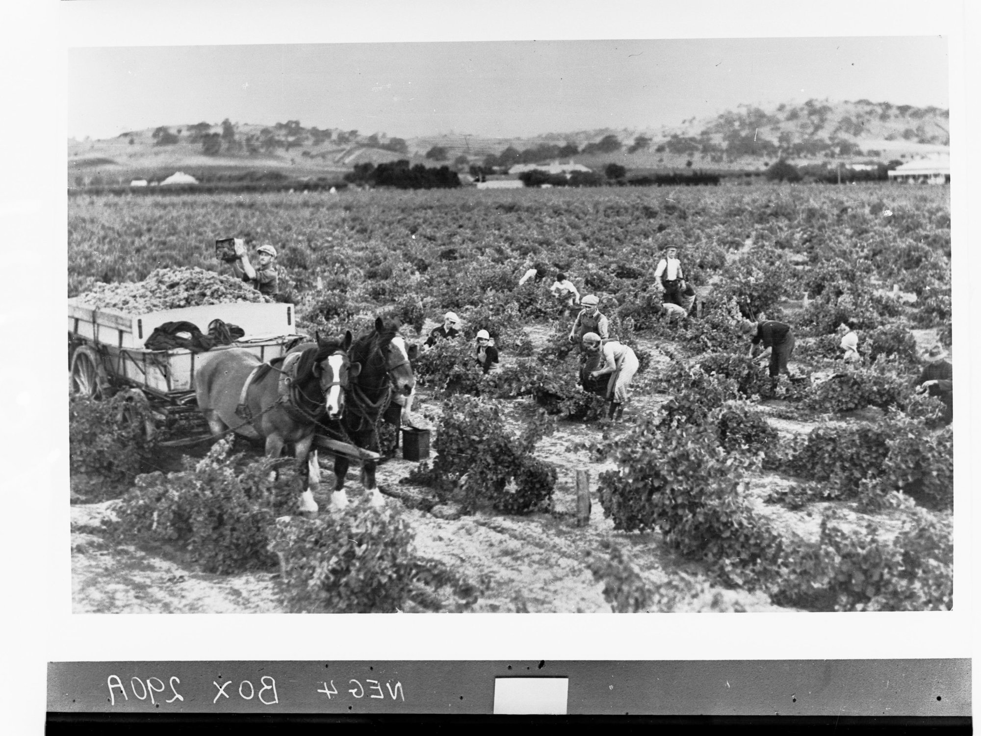 Grape pickers in vineyard showing horse and wagon