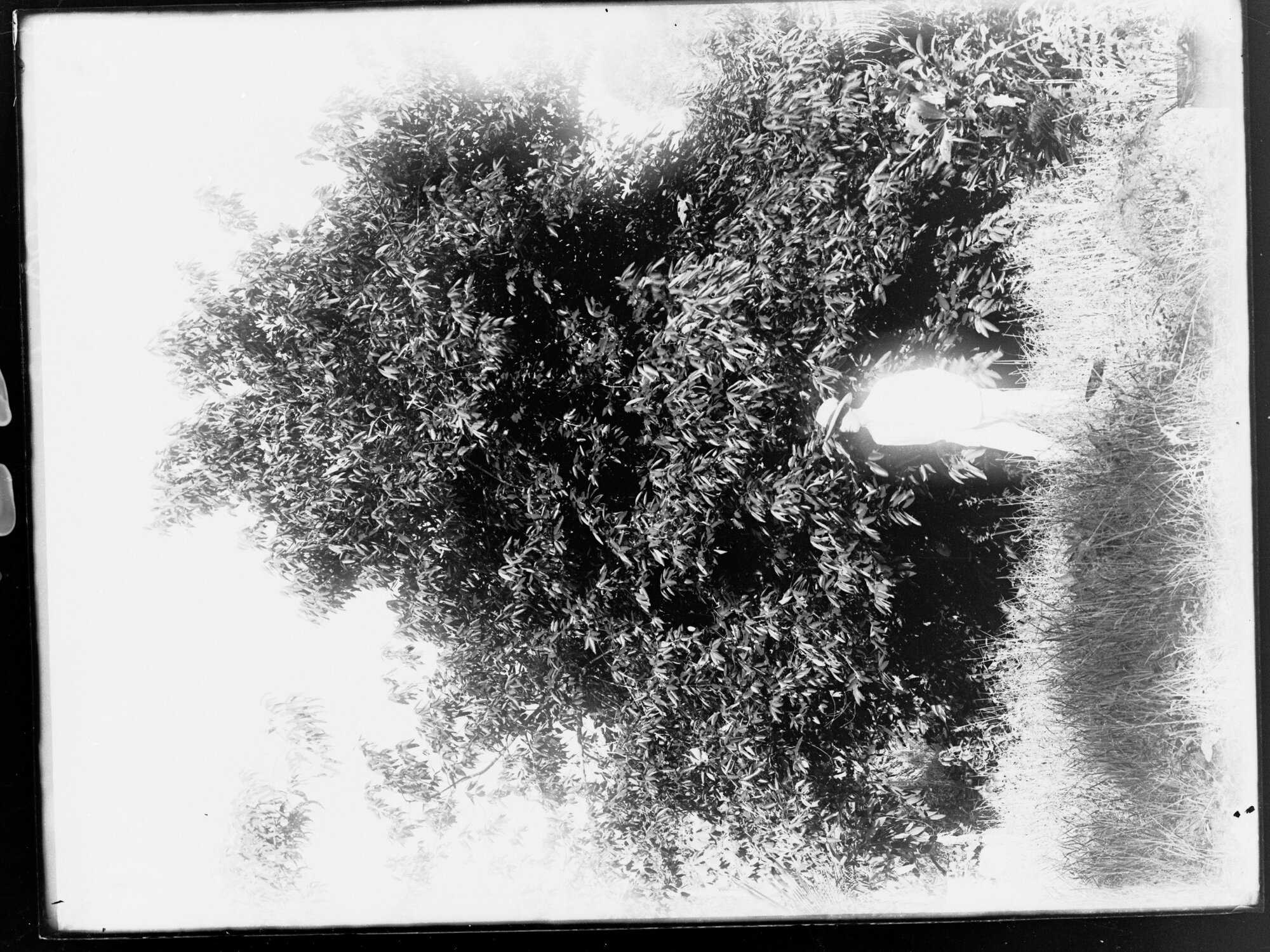 Man standing in front of large tree