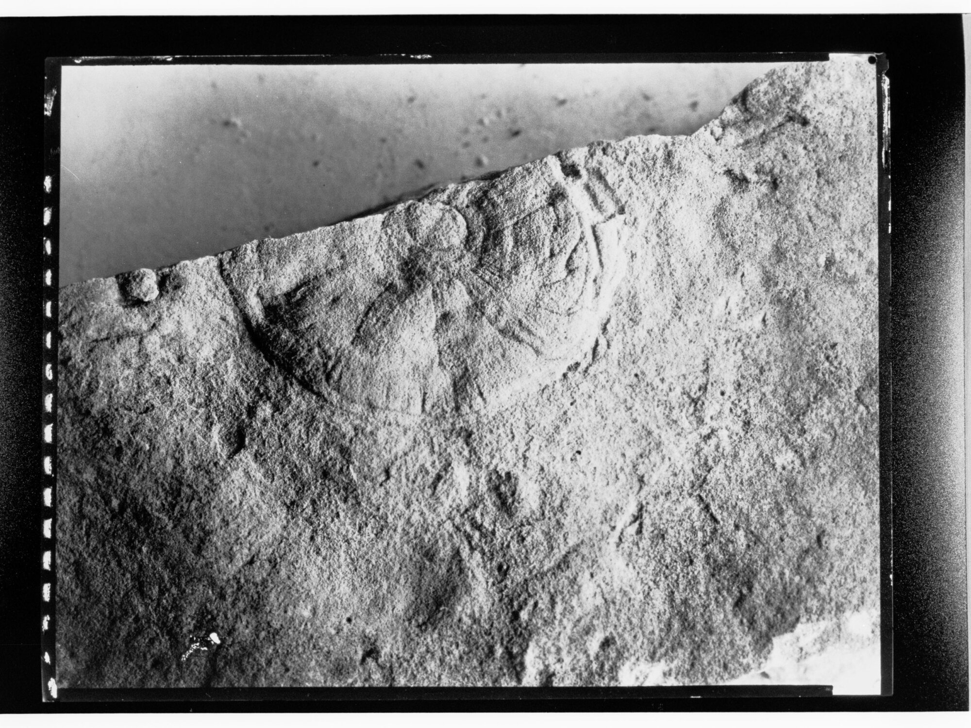 Fossil from Ediacara