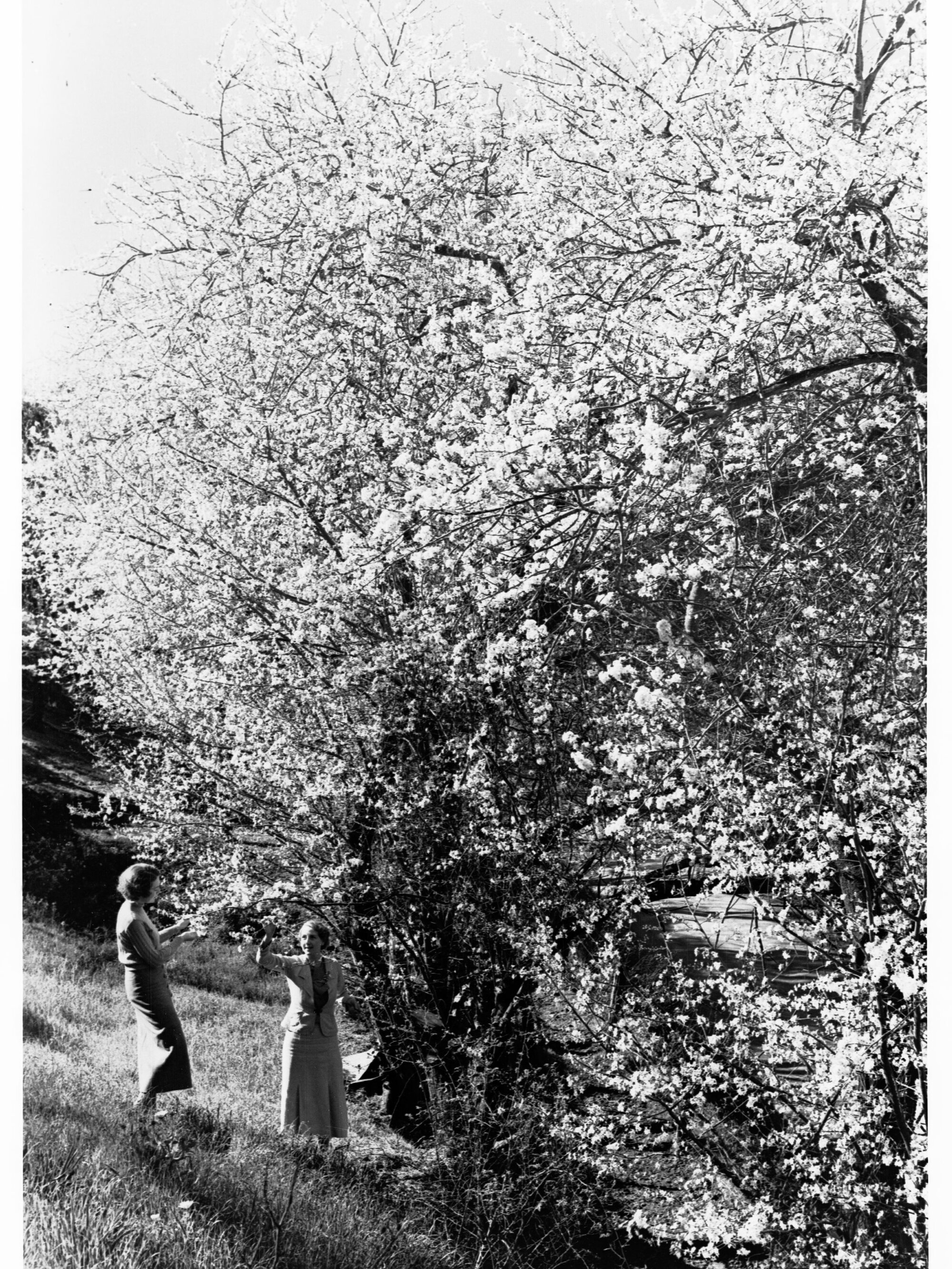 Blossom Tree 