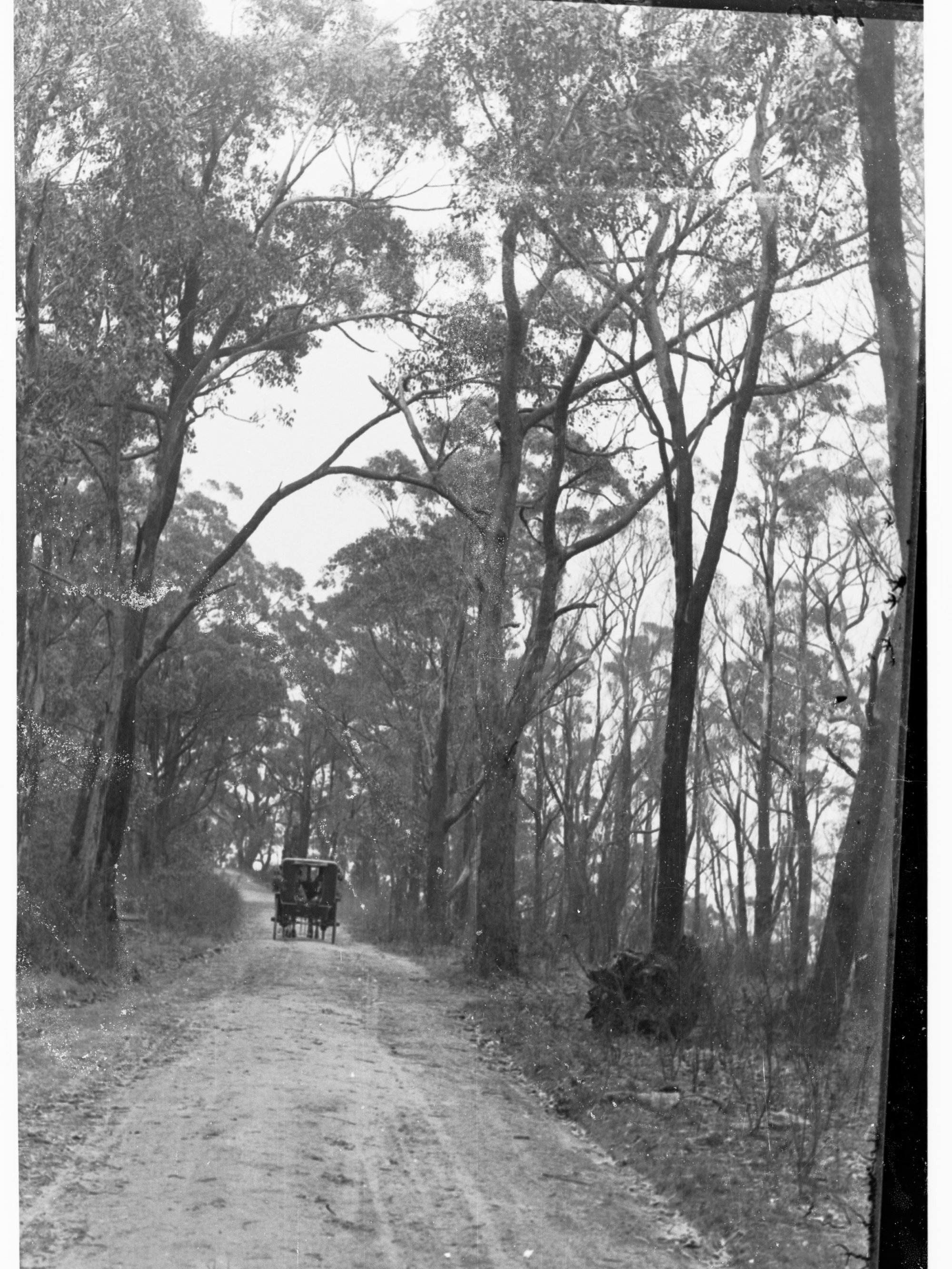 Horse and wagon on road at Mount Lofty