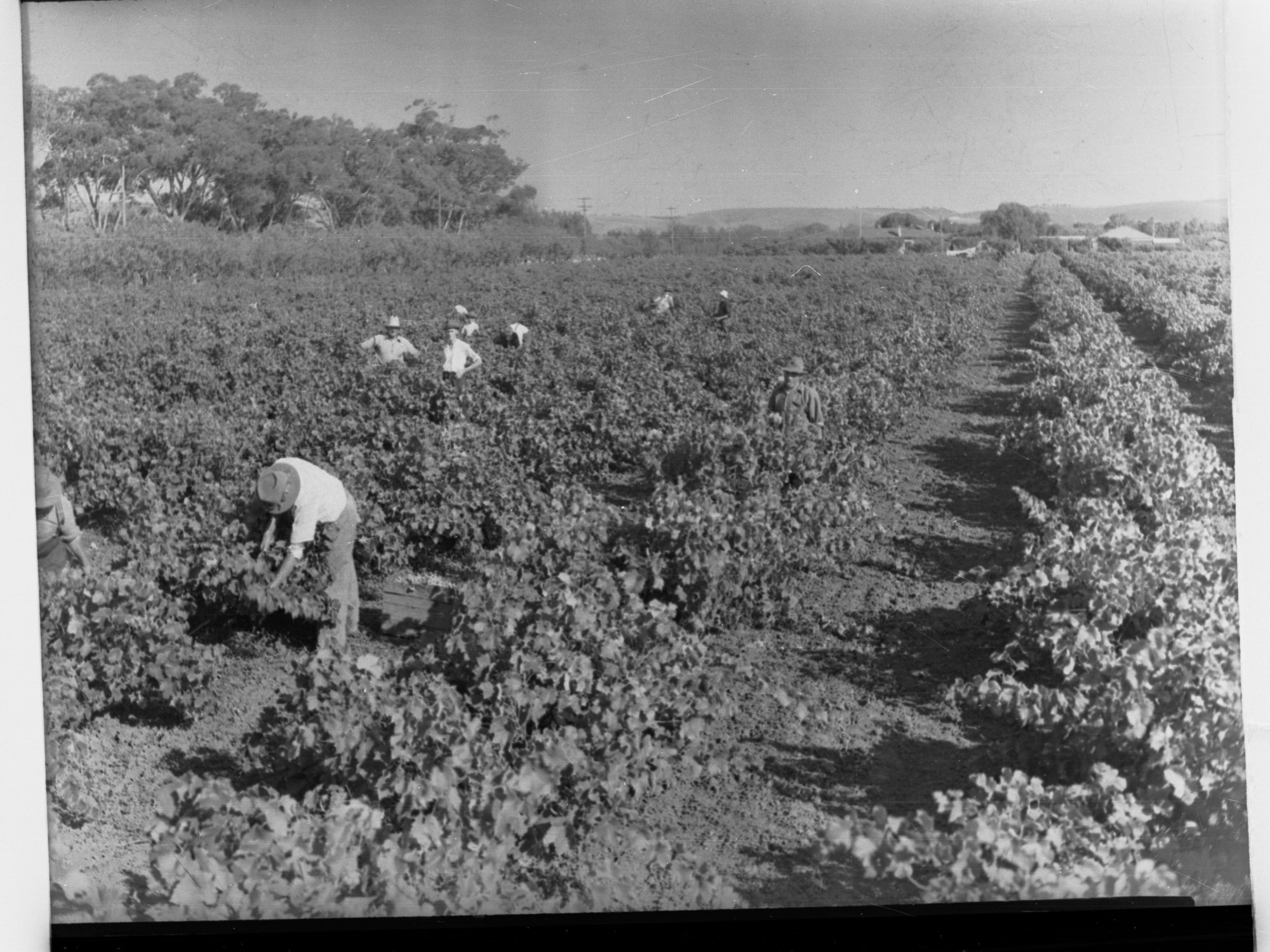 Grape Pickers at Vineyard at Marion