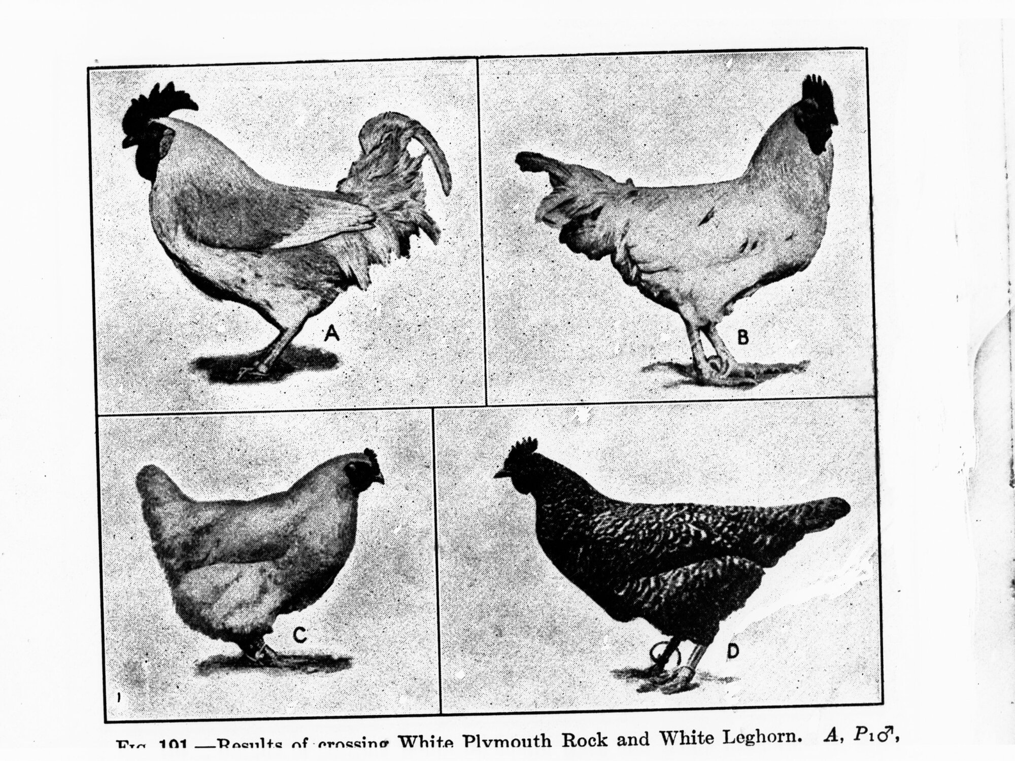 Four photos of hens and roosters