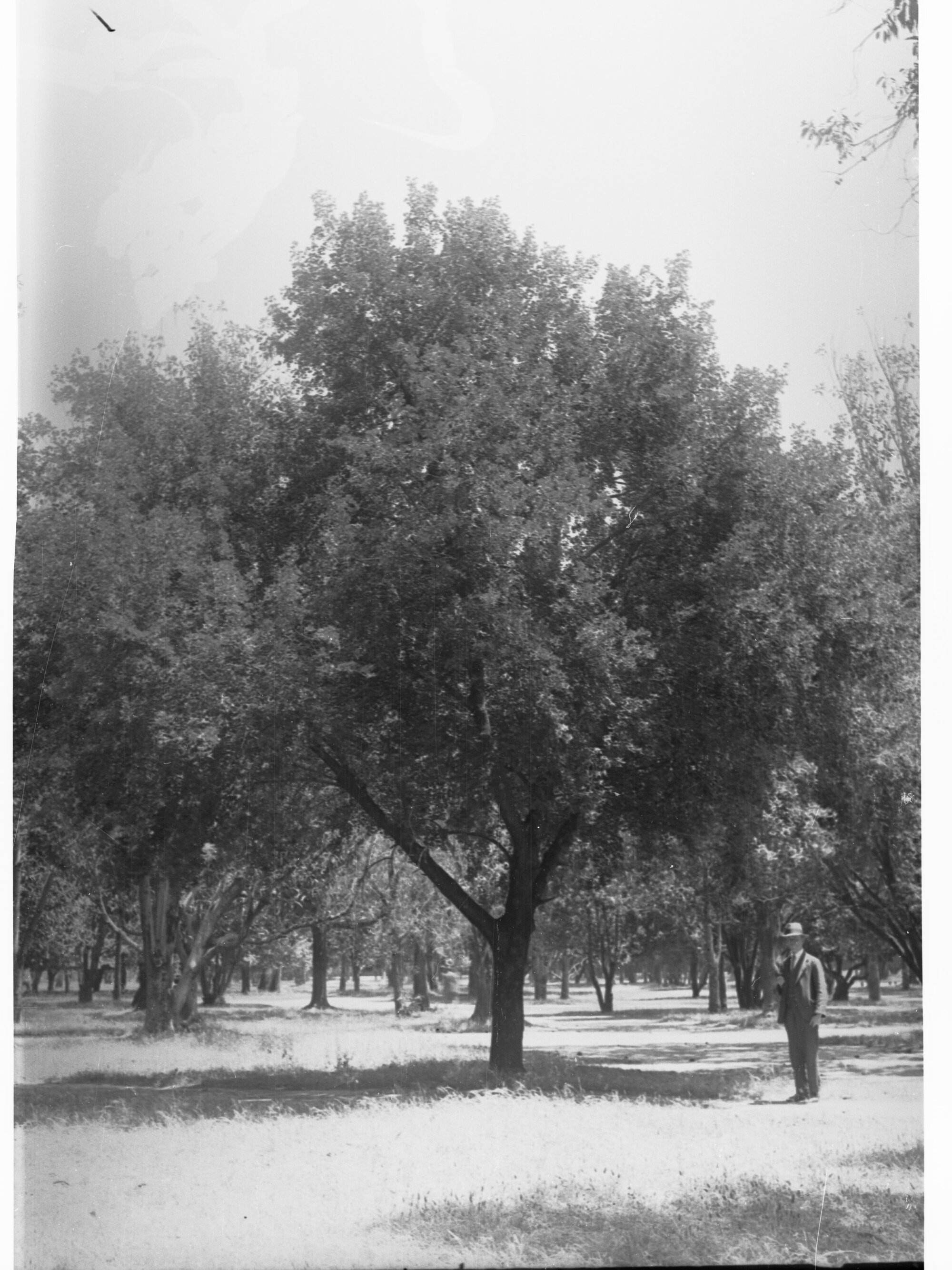 Botanic Gardens
