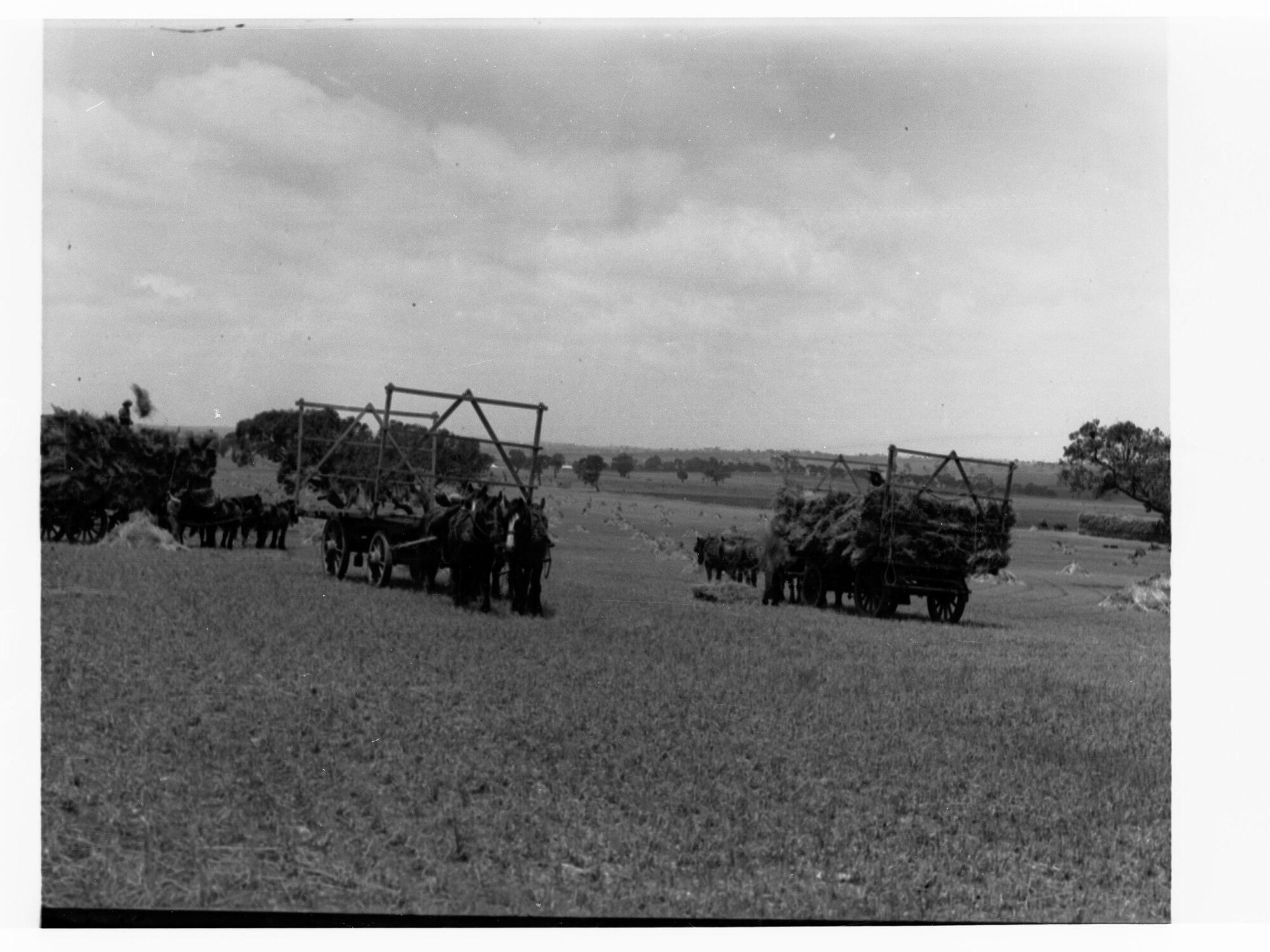 Turretfield, Government Stud Farm showing horses pulling hay wagons (wheat crop estimated at forty bushels per acre)