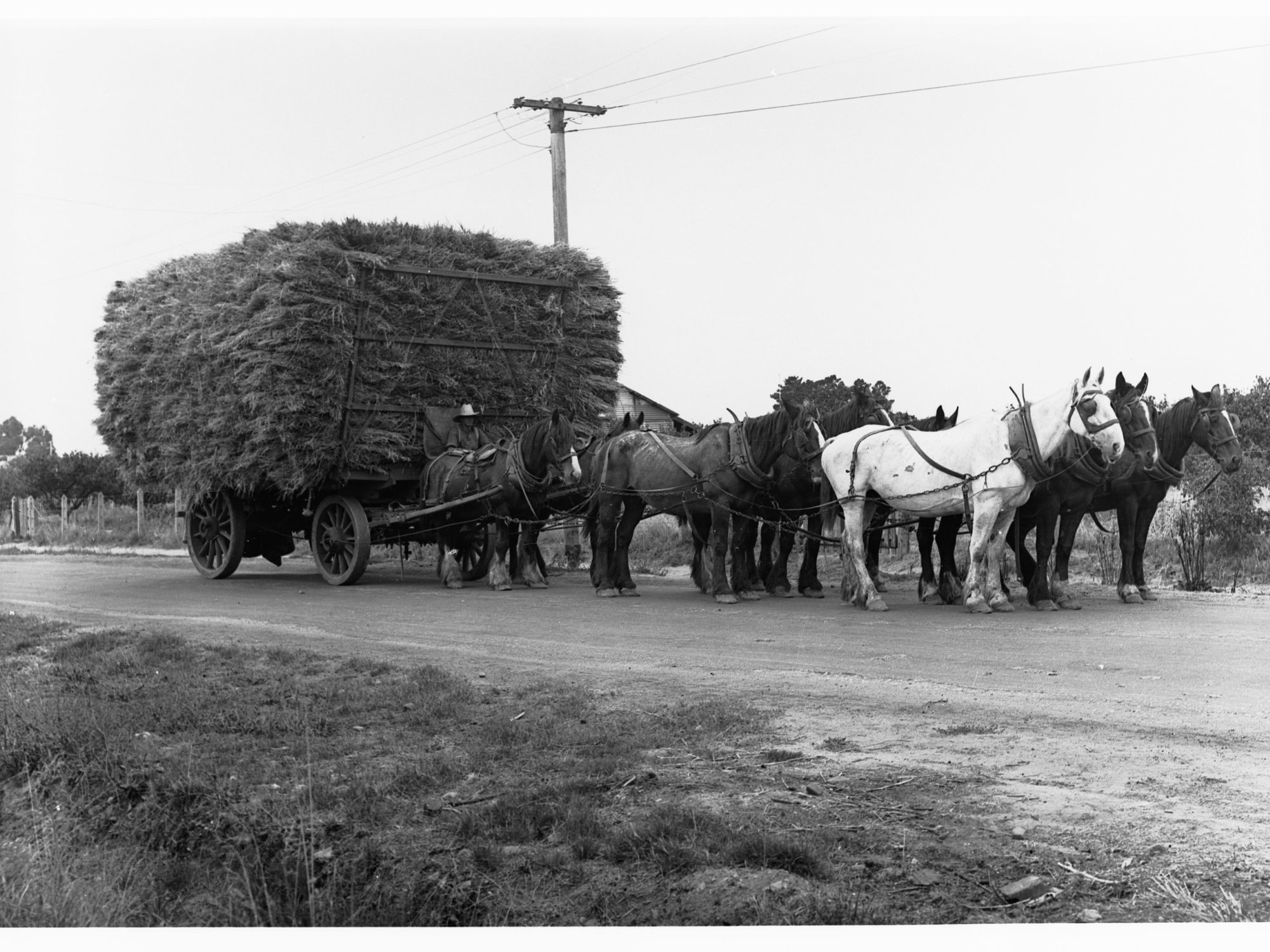 Horse and wagon in Clare