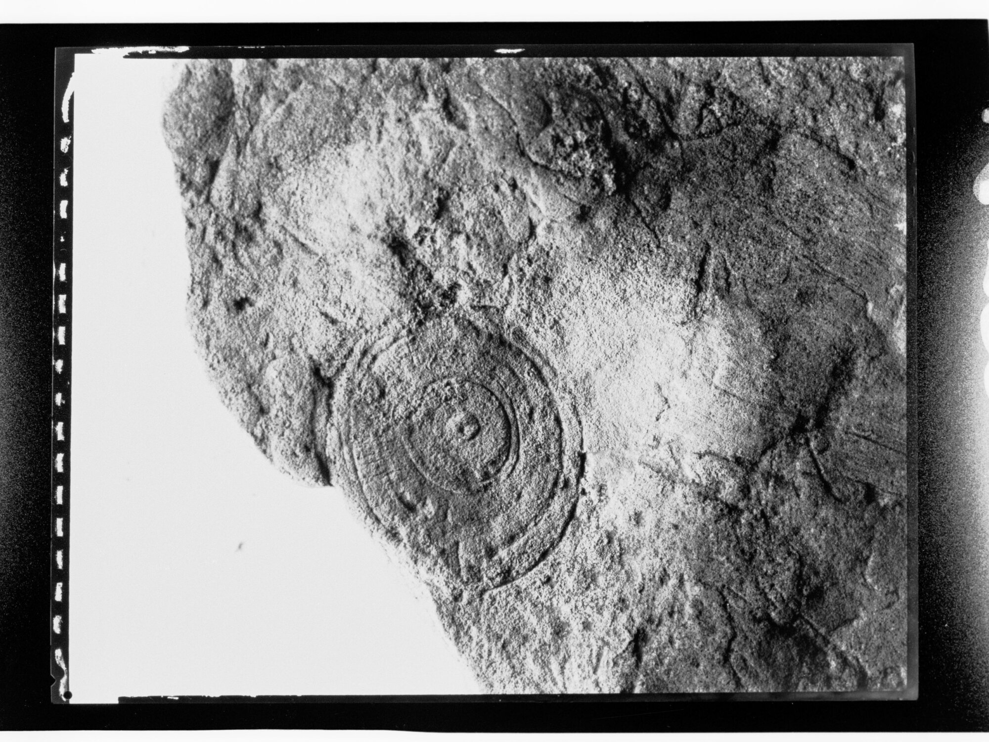 Fossil from Ediacara