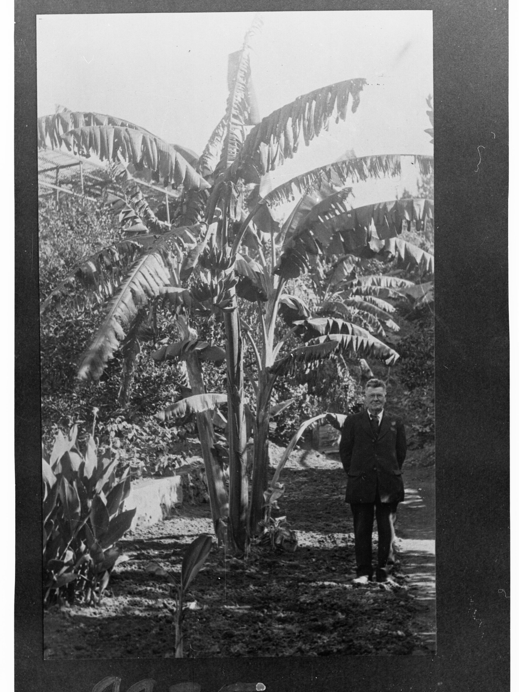 Man Near Banana Palms