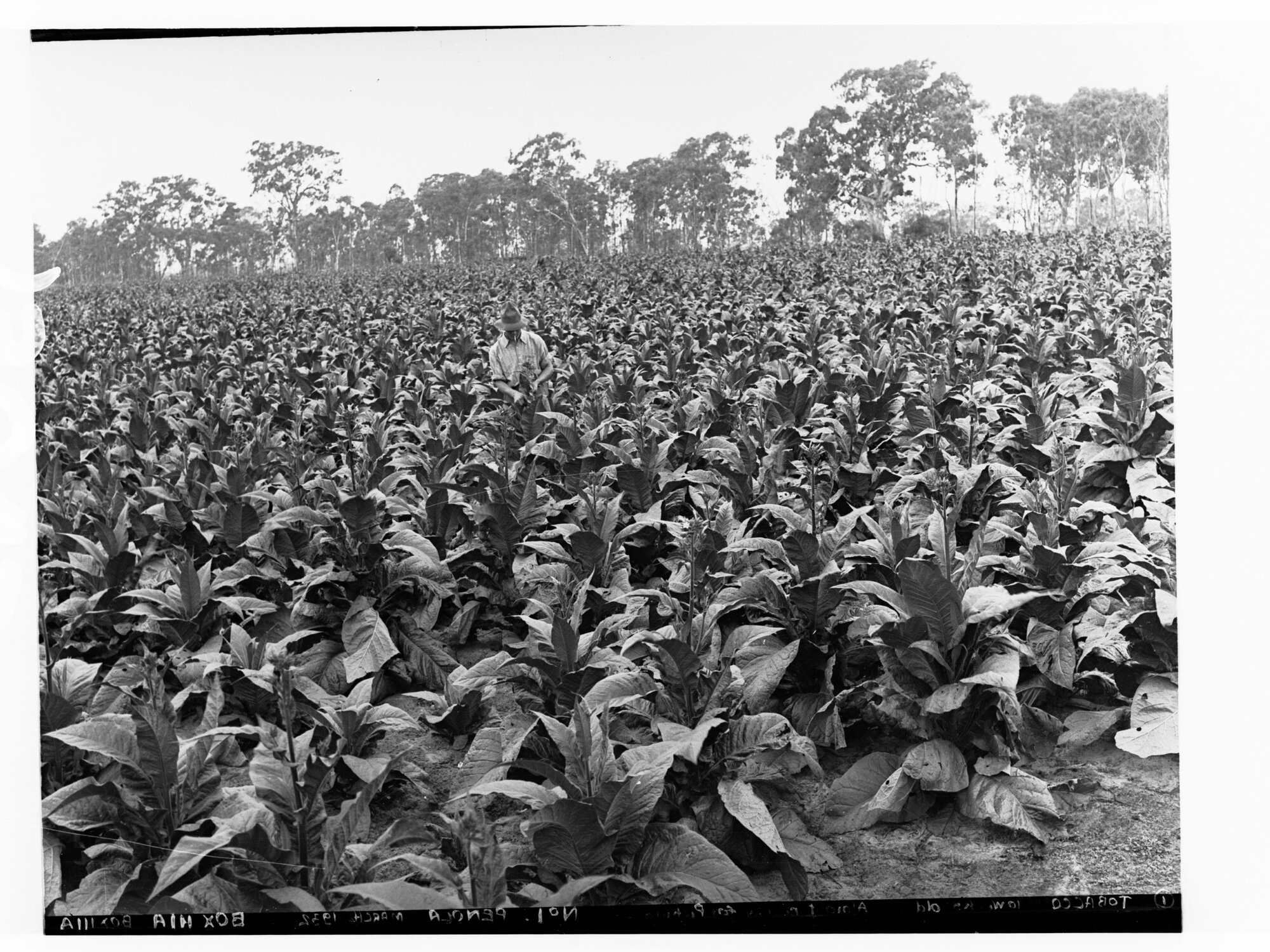 Tobacco almost ready for picking