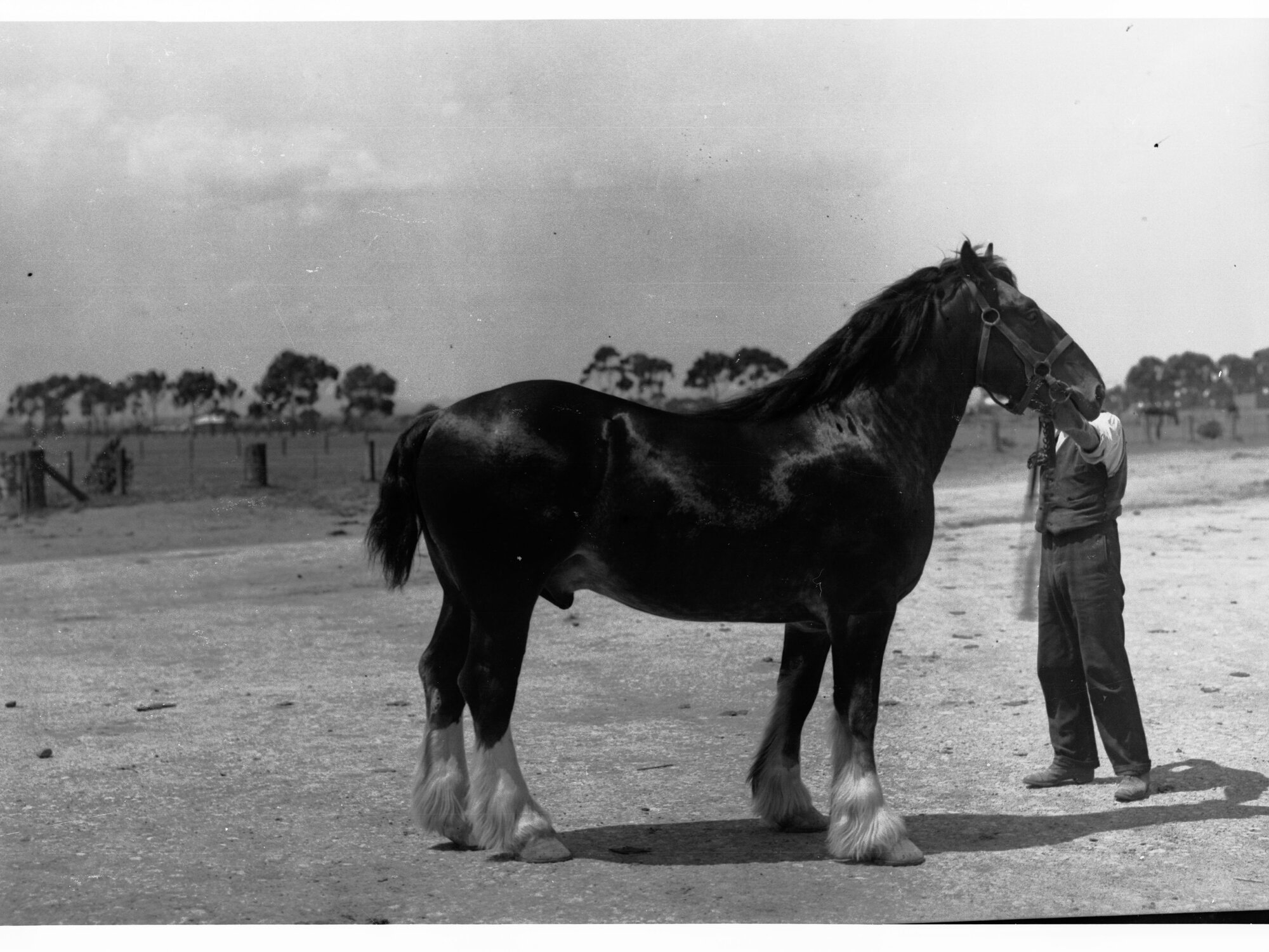 Roseworthy College Draughthorse Stallion