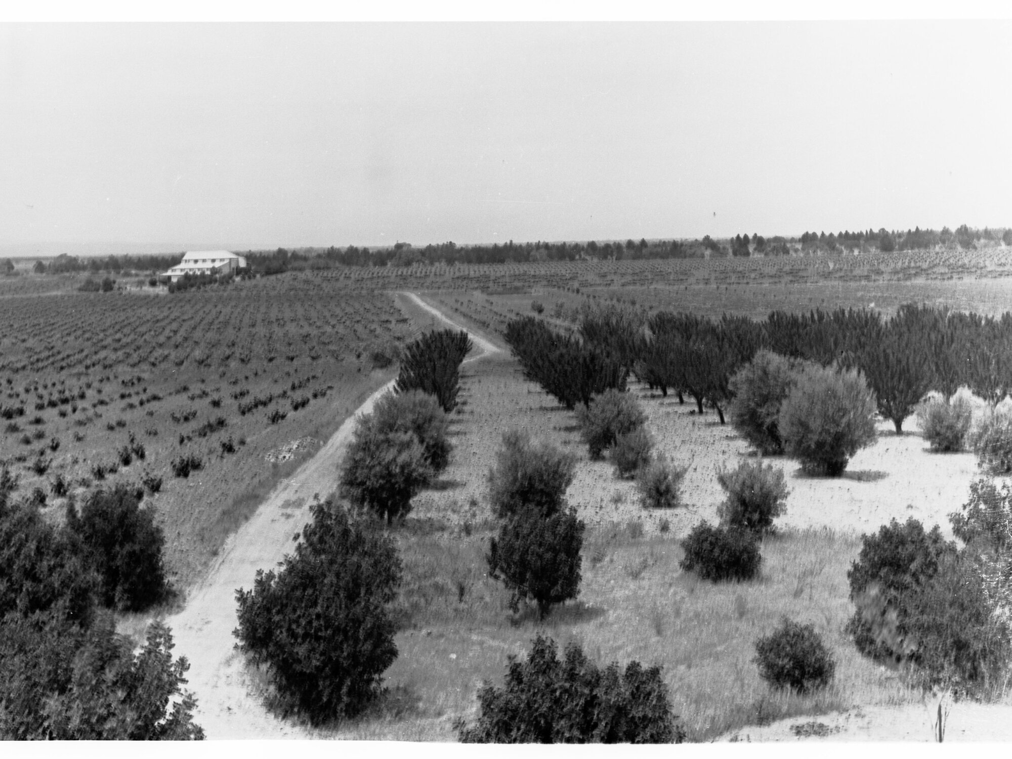 Roseworthy College Orchard and Vineyard