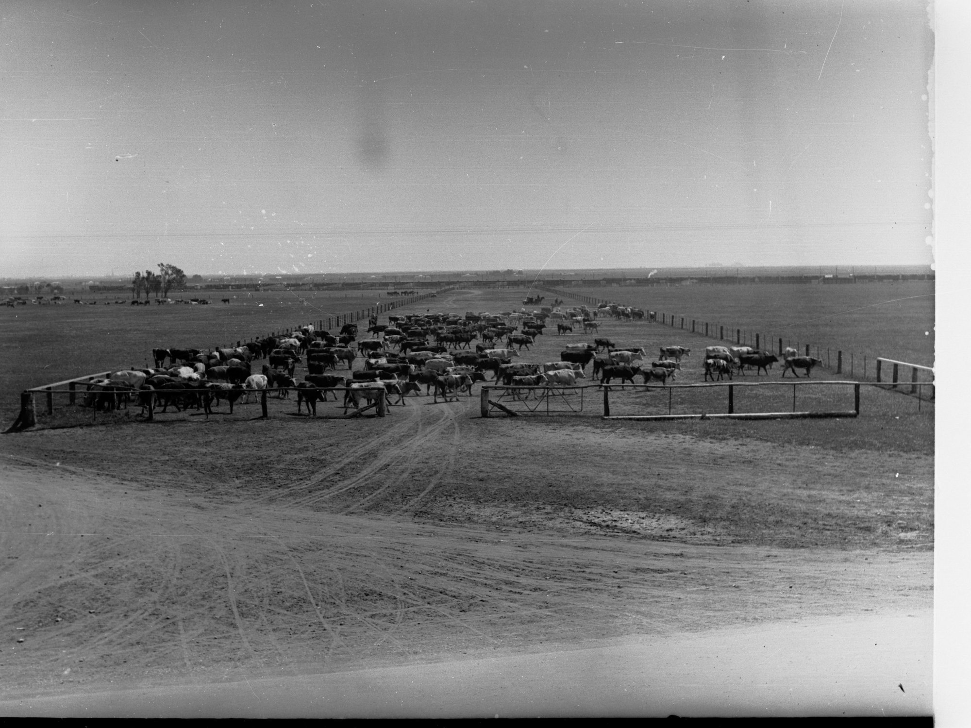 Cattle in Stockyards at Dry Creek