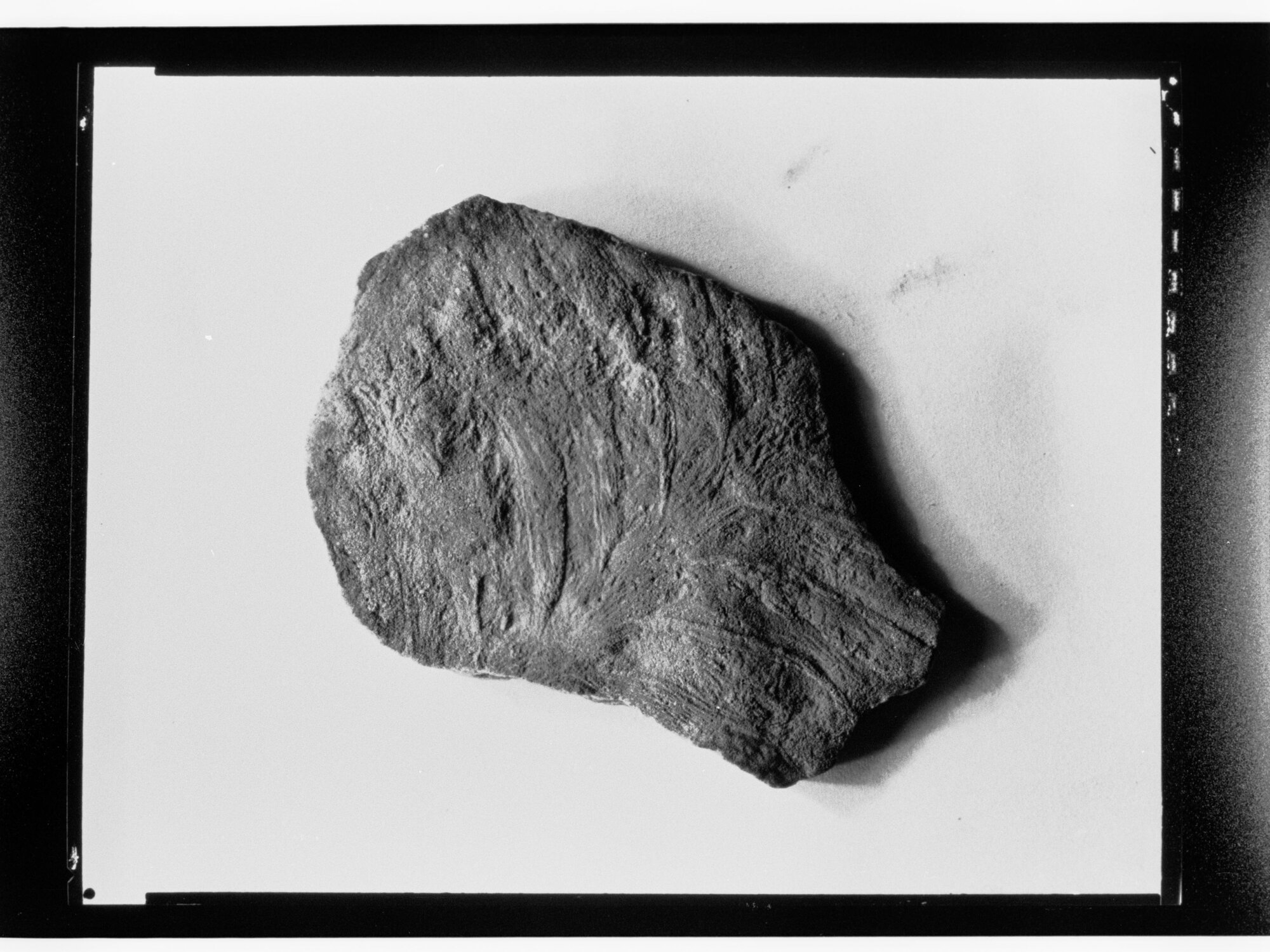 Fossil from Ediacara