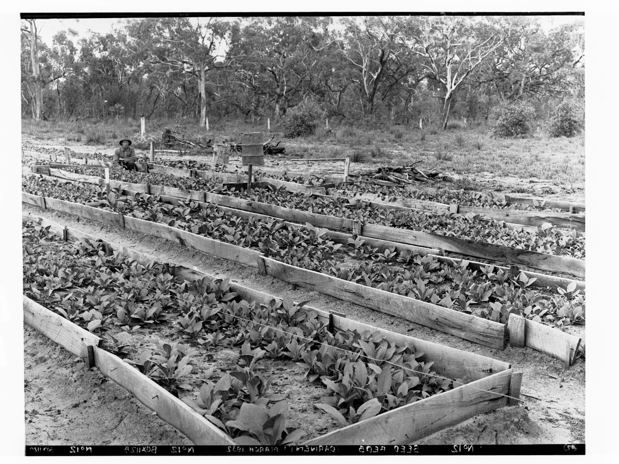 Tobacco seed beds