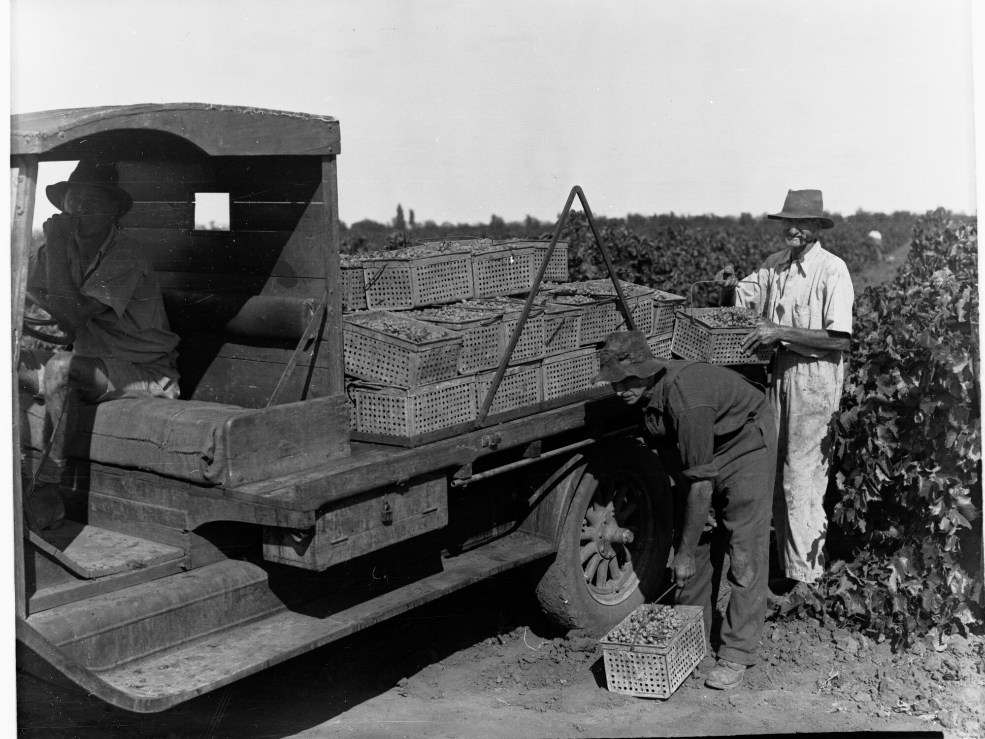 Men loading grapes onto truck