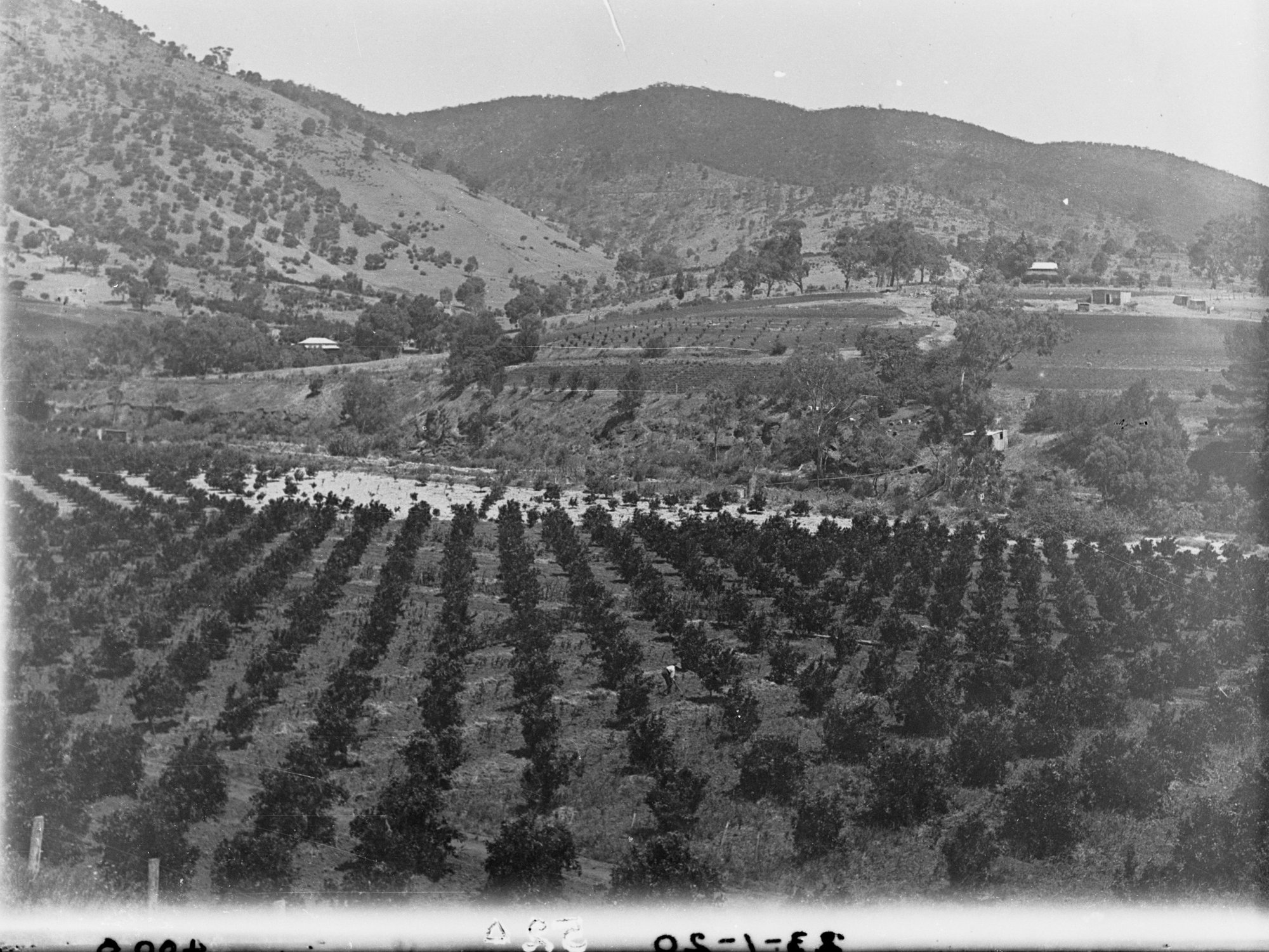 Vineyards Near Athelstone