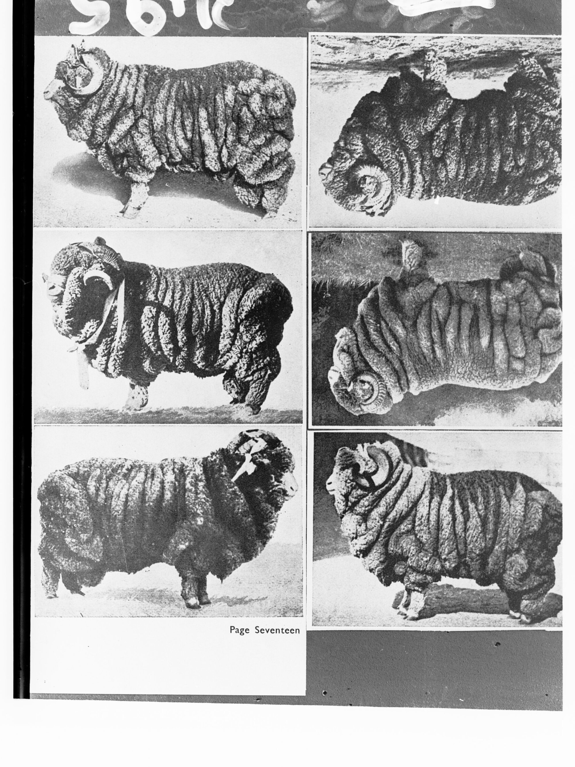 Sheep from Argentina - six photographs on negative (from page 17, "The New Nation Magazine", June 15 1935)